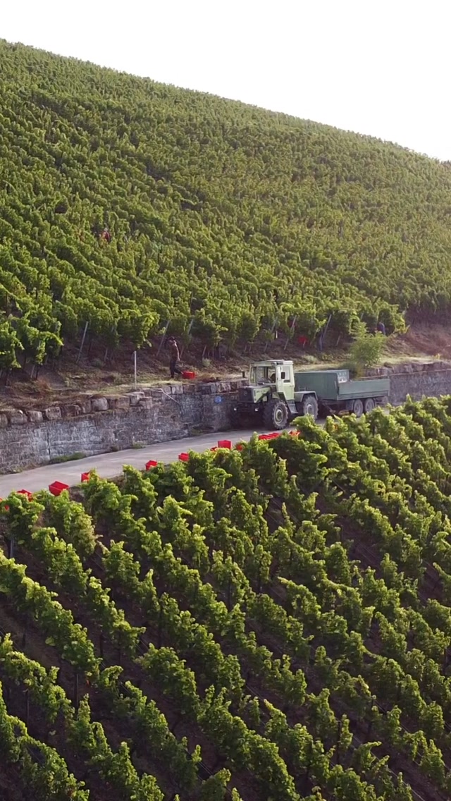 It was fascination… das können wir definitiv sagen über unseren Himmelspfad ?
#vdpgg #silvaner #vineyardhaven