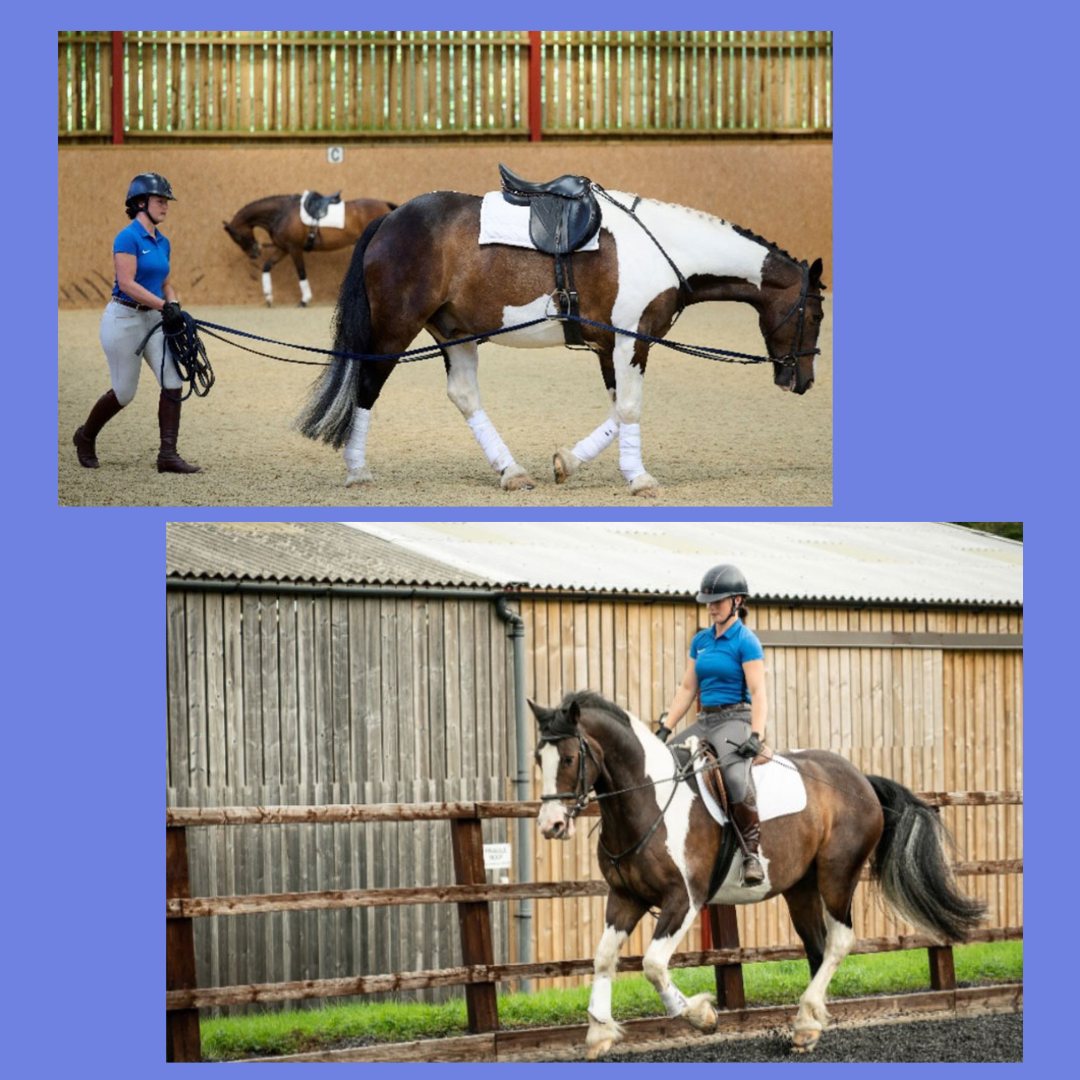 Herbie has been with us for some time as he has, like many horses, some low level lameness issues both behind and in front. Our main focus recently has been to address his navicular/coffin joint problems as he has intermittent lameness from these joints. We are very careful with the work we do, and we avoid lots of trotting on the roads or hard ground as this will inevitably aggravate these conditions. Herbie goes on quiet hacks, and he enjoys his schooling which strengthens him and keeps him supple and helps him to use and strengthen his back well. He also benefits from good quality long-reining.
We are thrilled that after 3 PRP (Platelet Rich Plasma) treatments for this lovely cob, he has achieved soundness and is working so much more comfortably. It is always good to find something that works for each horse so that progress can occur. These treatments have been administered at the centre by a company led by Janet Hadfield called Advanced Biologics Research and Moorcroft is very glad that we have found this option for some of our lame horses.
When horses have a lameness in front it is very important to ensure that all hind leg joints and the sacro-iliac joint are taken great care of as a weakness behind that is not treated, will increase the pressure and concussion on both front feet, negating the treatment given there with disappointing results. In other words, at the centre, we have to look at the whole horse to achieve good results.
Our excellent skilful Vet Vasco Lopez MRCVS Equine Veterinary Performance Ltd - UK has helped us with many problems here at the centre in Slinfold. We are very pleased to have his help.
If you would like to find out more about PRP treatments, we are running a free event -An Introduction to PRP Treatments on the 11 November 2023. You can book your place with this link:
https://bit.ly/46dkOtQ
