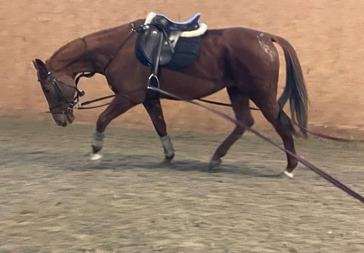 At Moorcroft in West Sussex, we take immense care in helping ex-racehorses to transition into a more comfortable and balanced way of moving and using themselves promoting confidence, calmness concentration and ease. Our tailored rehabilitation programs are designed not just to help the horse, but to guide owners in developing a deeper understanding of their horse’s needs and potential.
Recently, we’ve been working with an ex-racehorse who has made remarkable progress in a short time. By focusing on posture and movement, this horse has developed better muscle tone, improved balance, and is enjoying his work like never before. It’s a joy to see how much these horses can give when they are guided and supported in the right way.
The Moorcroft Approach is about building Strength and Straightness. We emphasise working long and low as a foundation. This encourages the horse to stretch forward with no restrictions and work into the bridle, which:
• Promotes relaxation.
• Builds strength along the topline.
• Encourages the horse to step through and use his/her back more comfortably under the rider.
By allowing the horse to move in a more relaxed and natural outline, we help him/her to develop both physical and mental confidence in its work. Straightness is another key focus; working on long straight lines on a long rein helps the horse to balance evenly on both sides, while also addressing any stiffness or asymmetry. Our aim is to help as many horses and owners in 2025 that we can. Respect for the horse’s welfare and for the rider is paramount at all times. Everybody’s confidence is important.
If we can help you and/or your horse, please do get in touch.
