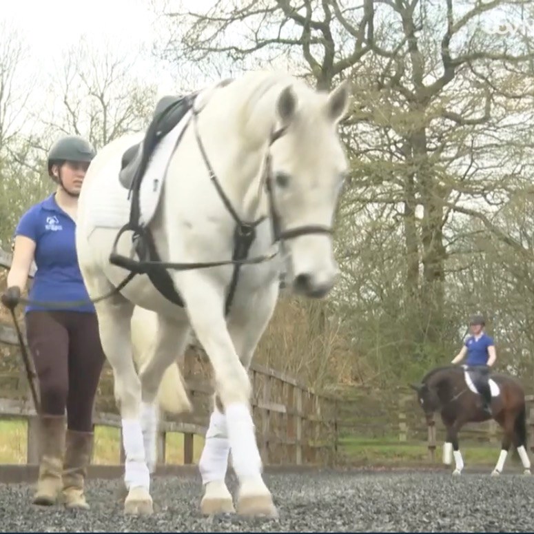 A huge thanks to @ITV@itvmeridian for coming along to @moorcroftequine to see the wonderful work we are doing with our unique Platelet-Rich-Plasma (PRP) treatment for horses living with a range of musculoskeletal conditions, including arthritis. A great feature on both the lunchtime and evening news discussing the treatment and our latest research findings:
https://www.itv.com/watch/news/racehorses-in-sussex-given-a-second-chance-with-new-arthritis-treatment/txlrmbq
Thanks also to our lovely vet @vascoamarove from @equineveterinaryperformanceuk and wonderful researcher Janet Hadfield from Advanced Biologics Research Ltd.. Please come along to our Demonstration Day on 12th April if you’re interested in finding out more!