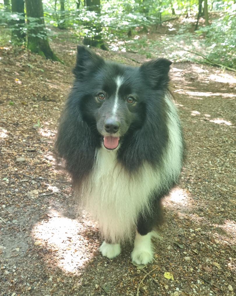 Hoe gaat het nu met: BOBBY!
We ontvingen deze fijne update van de nieuwe baasjes van Bobby:
“Beste medewerkers,
We zijn dolblij met Bobby!
Vandaag is hij 14 dagen bij ons. Bobby lijkt het bij ons naar zijn zin te hebben. Hij oogt tevreden, begint een ritme te krijgen, geniet van het spelen met de meisjes en voelt zich weer steeds zekerder worden tijdens het uitlaten.
Het uitvalgedrag wat vorige week tijdens het uitlaten ontstond, is nagenoeg verdwenen. We lopen nu rustigere en vertrouwde routes, zijn bezig met trainen en er staan al flink was succeservaringen op de teller.
Bobby eet al bijna al zijn bakjes voer op. Binnenshuis kan hij nog niet altijd de rust vinden, zeker als alle vier de gezinsleden thuis zijn. We trainen in het actief spelen en aandacht geven en daarna weer een tijdje rust geven.
Bobby blijkt een beetje waaks, maar heel goed hanteerbaar in onze wijk. Hij luistert ontzettend goed. Hij vindt het leuk om dingen te leren, dus wie weet pakt hij ook nog wel wat commando's over een tijdje op.
Onze dierenarts was positief over zijn gezondheid en er is een paspoort voor hem in de maak.
Vanaf volgende week gaan we weer wat visites thuis ontvangen. Eerst maar eens deze hete week doorkomen. Op de foto zie je hem genieten van een hondenbrokjesijsje!
We willen onze dank uitspreken aan de liefdevolle opvang door alle medewerkers en vrijwilligers zodat Bobby een kans kreeg op een nieuw thuis en wij zo'n toffe hond konden adopteren!
Veel groetjes van ons en een pootje van Bobby”
Lieve Bobby en baasjes, heel veel geluk met elkaar!
#goudenmand #hond #asieldier #dierenasiel #bruchem