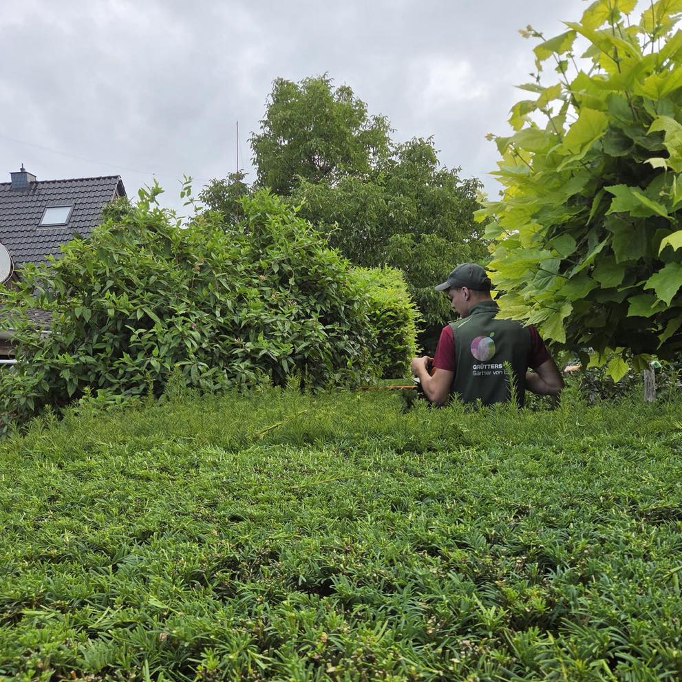 🌿 Sommerzeit ist Formschnitt-Zeit! ✂️
Im Juli und August kann bei vielen Hecken der frische Jahreszuwachs mit einem leichten Formschnitt korrigiert werden. So bleibt die Hecke kompakt, dicht und schön in Form.
Dabei gilt: Nur den Neuaustrieb zurücknehmen – kein starker Rückschnitt ins alte Holz. Und natürlich vor jedem Schnitt prüfen, ob Vögel in der Hecke brüten. 🐦
🌱 Unser Profi-Tipp: Unten etwas breiter als oben schneiden. So bekommen auch die unteren Partien ausreichend Licht und die Hecke bleibt von unten bis oben schön dicht.
Guter Heckenschnitt braucht nicht nur eine scharfe Schere, sondern vor allem den richtigen Zeitpunkt und Pflanzenkenntnis.
#gaertnervoneden #hecke #gartenpflege #gartenwissen #regional