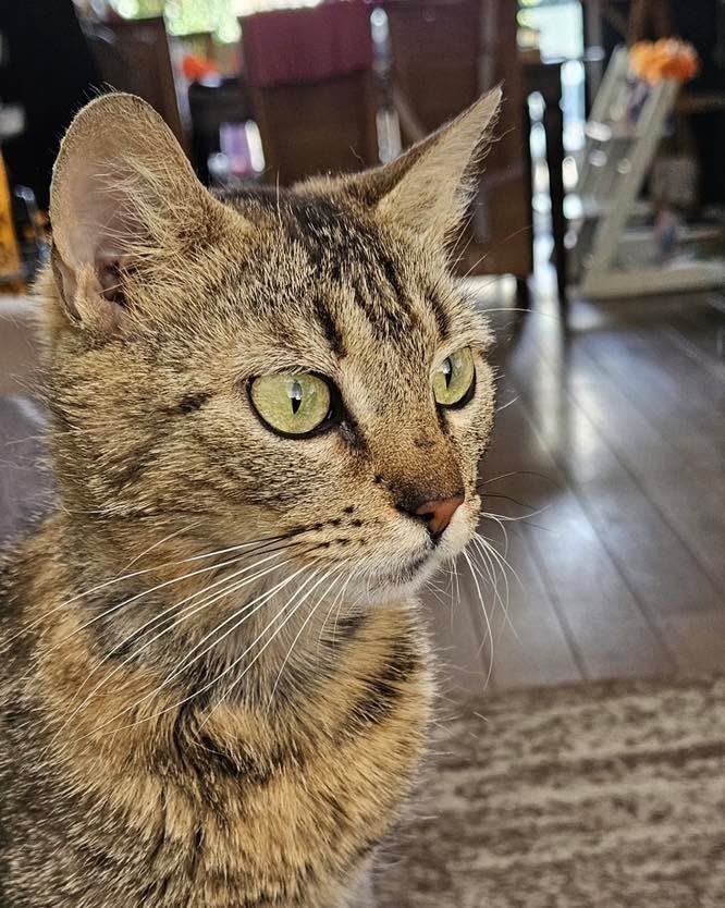 Hoe gaat het nu met: KIRA!
We ontvingen deze fijne update van de nieuwe baasjes van Kira:
“Pasgeleden was ze nog moeder van 6 kittens en nu is ze trotse huisgenoot van ons sinds een week!
De eerste dag ging ze goed op onderzoek uit en al gelijk merkten we dat ze een enorme knuffelkont is en graag aaitjes ontvangt. Voordat je haar een aaitje kan geven, komt ze je al met haar kopje tegemoet.
Nu ze een week bij ons thuis, merken we dat ze steeds meer op d'r gemak is en haar eigen plekjes begint te vinden 😻.
Zoals de omschrijving al liet weten is heel nieuwsgierig en komt ze graag een kijkje nemen met wat je aan het doen bent. Maar ze wil het liefste ook graag even een hapje proeven van wat er op je bord ligt.
Kortom een heel lief maar ondeugend meisje. We kunnen nu al niet meer zonder haar!”
Lieve Kira en baasjes, we wensen jullie heel veel geluk met elkaar! ❤️🐾
#geadopteerd #goudenmandje #poes #dierenopvangtehuis #bommelerwaard