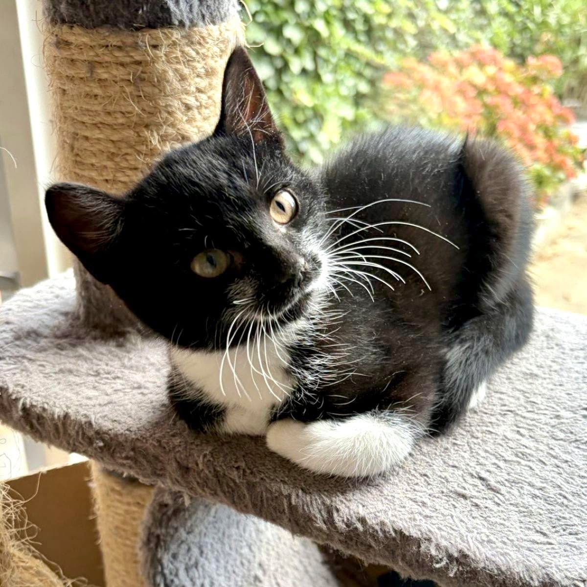 Ter adoptie: XAVIER!
Hoi hoi, ik ben Xavier.
Ik ben een ontzettend lieve en zachtaardige kater. Eigenlijk vind ik maar weinig fijner dan lekker geaaid worden. Dus heb jij zin in een kater die graag bij je komt voor een flinke portie aandacht? Dan ben ik jouw man! 😉
Ik ben ook dol op klimmen en springen. Stilzitten kan ik dus wel, maar er moet natuurlijk ook af en toe wat te beleven zijn. Daarom zou ik het op den duur ook heerlijk vinden om lekker naar buiten te kunnen.
Heb jij een fijne tuin en ben je dol op kroelen? Kom dan maar snel eens kennismaken.
Wil je meer over me weten? Bel dan even met de kittencoördinator: 📱 06-58 74 85 39.
Oh en als je me nou zelf geen thuis kan bieden, wil je dit bericht dan delen? Dan vind ik hopelijk supersnel mijn gouden mandje. Dankjewel! 💛🐾
Extra informatie
Geslacht: Kater
Gecastreerd: Ja
Leeftijdsfase3 Kitten
Kan met andere katten: Ja
Kan met honden: Onbekend
Kan met kinderen: Ja, met kleine en grote kinderen
Type kat: Binnen- en buitenkat
#teradoptie #kitten #kater #gastgezin #dierenopvangtehuis