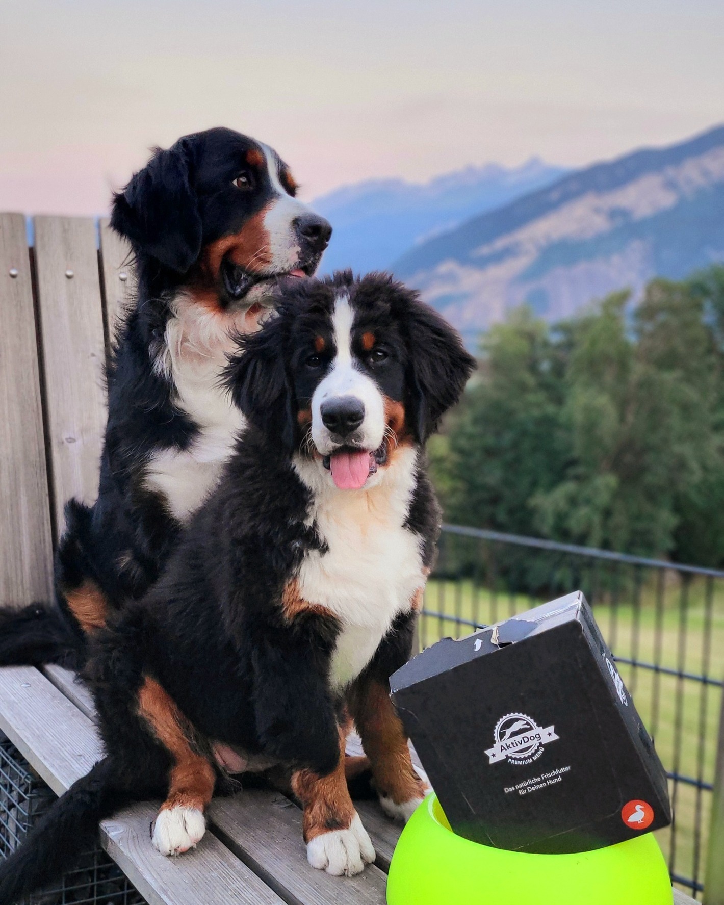 So lässt sich der Abend doch perfekt ausklingen: mit Bergblick, dem Rudel an der Seite und einer ganzen Box AktivDog. 😋#aktivdog #hundefutter #frischfutter #swissmade