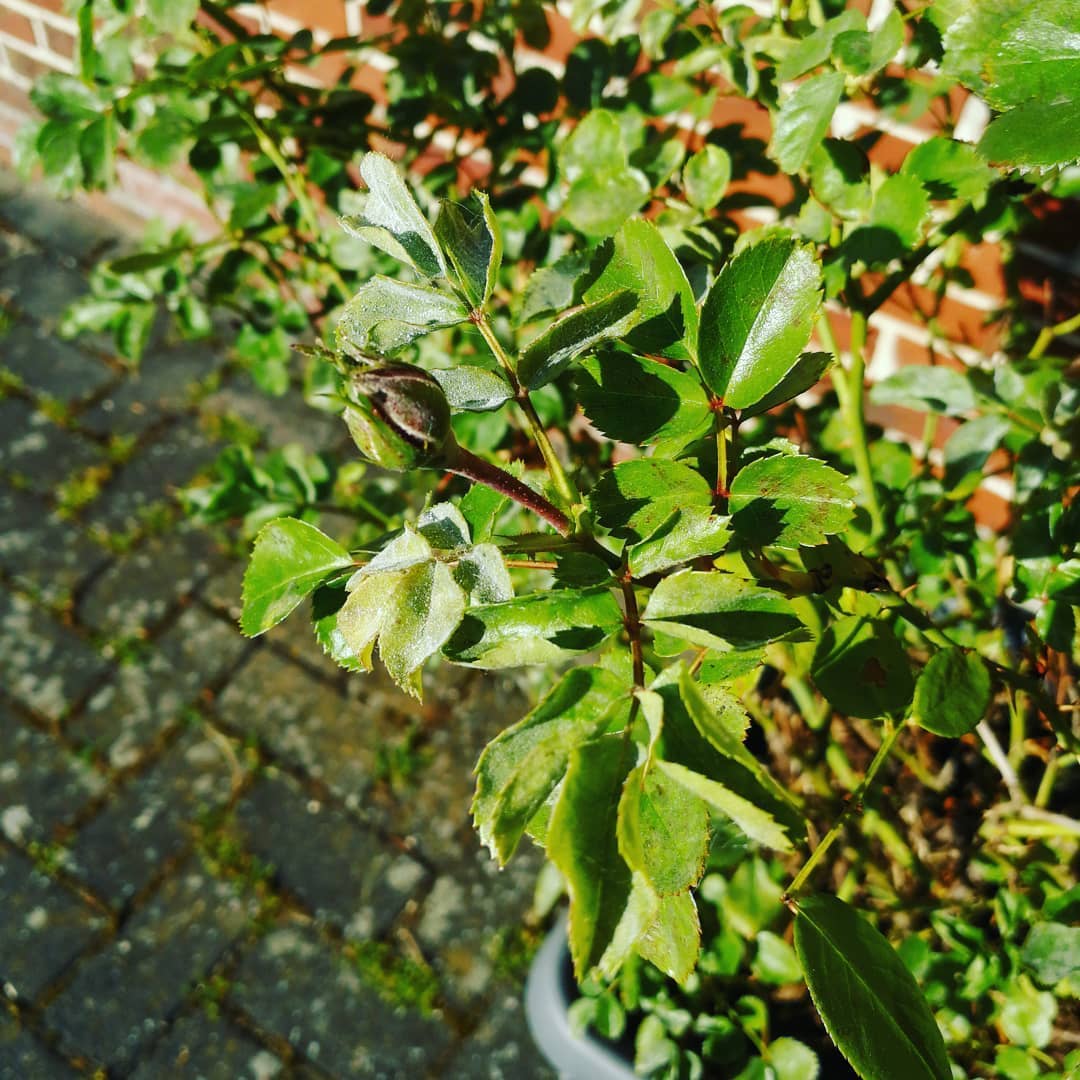 Die ersten Rosenknospen beginnen bald zu blühen. Auch wir bereiten uns so langsam auf den normalen Logenalltag vor. Anscheinend hatten viele von euch viel Zeit sich mal mit sich selbst zu beschäftigen und sich der Frage nach dem