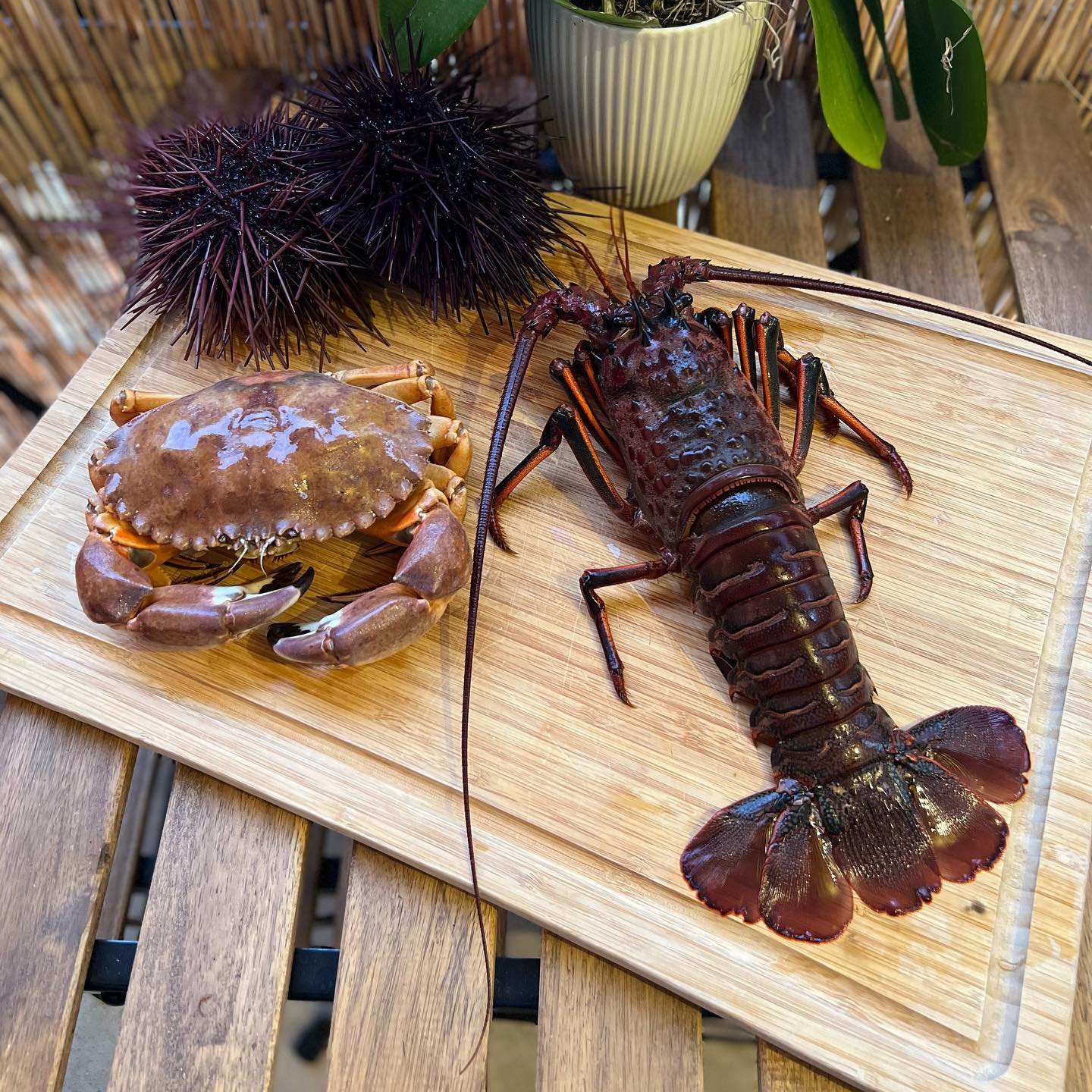 Another successful morning at the weekly pop up fisherman’s market!
Need a private sushi chef???
My name is @julianparks_ and I specialize in providing an Omakase (Chef’s Choice) experience throughout Southern California!
I mainly work around my own interpretation of traditional Japanese sushi with a slight hint of Parisian & Peruvian inspired flavors!
Follow me @asurfersushichef?
My website will be up and running by this Sunday evening. Stay tuned!?
Available for small private parties hosted in Santa Barbara, Ventura, and Los Angeles County!
**(4 Person Minimum)
**Within the next few months, I’ll also be able to work down in San Diego and Orange County for the holiday season!?☃️
Please DM me for menu inquiries or any other questions!
#asurfersushichef #sushi #sashimi #maki #omakase #sushicatering #sushichef #freshfish #privateomakase #spinylobster #rockcrab #uni