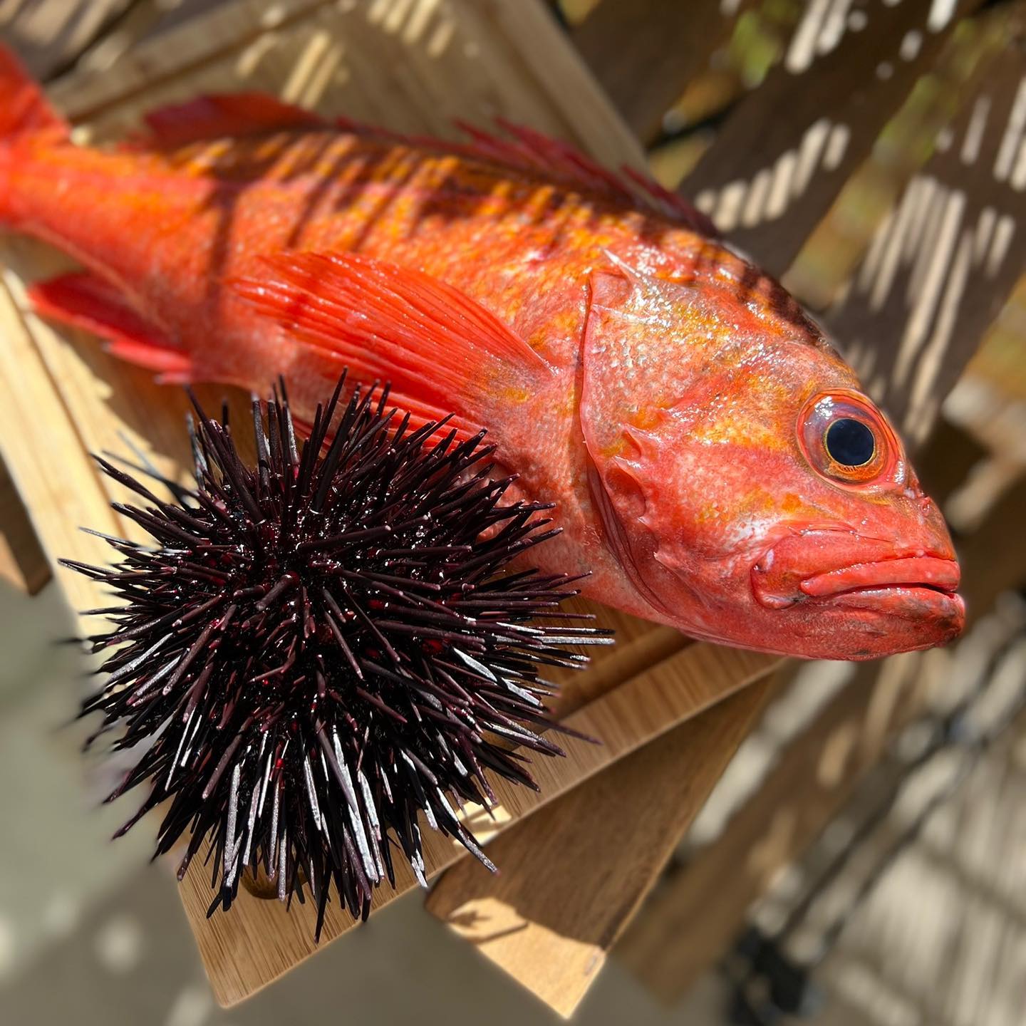 Need A Private Sushi Chef???
My name is Julian & I specialize in providing a private Omakase (Chef’s Choice) experience throughout Southern California!
I mainly work around my own interpretation of traditional Japanese sushi with a slight hint of French & Peruvian inspired flavors!
Follow me @asurfersushichef??♂️
Check out my website: www.asurfersushichef.com?
(Link In Bio)⬆️?
Available for small private events hosted in Santa Barbara, Ventura, Los Angeles, Orange, and San Diego County!
**If given at least a month’s notice, I may be able to travel up to Central and Northern California. Please don’t hesitate to ask!
Please DM me for menu inquiries or any other questions!
#asurfersushichef #sushi #nigiri #sashimi #maki #omakase #sushicatering #sushichef #rockfish #surfing #privateomakase #uni