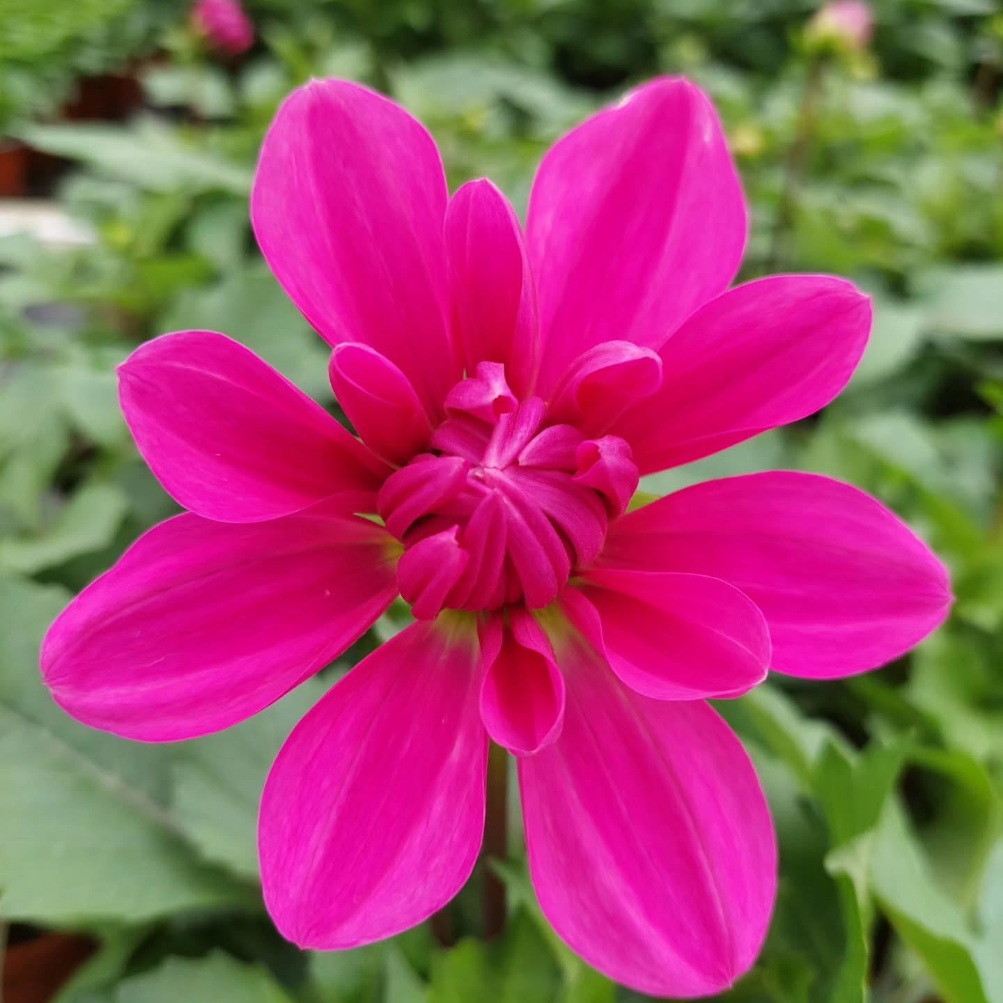 Dalíurnar skarta sínu fegursta ?