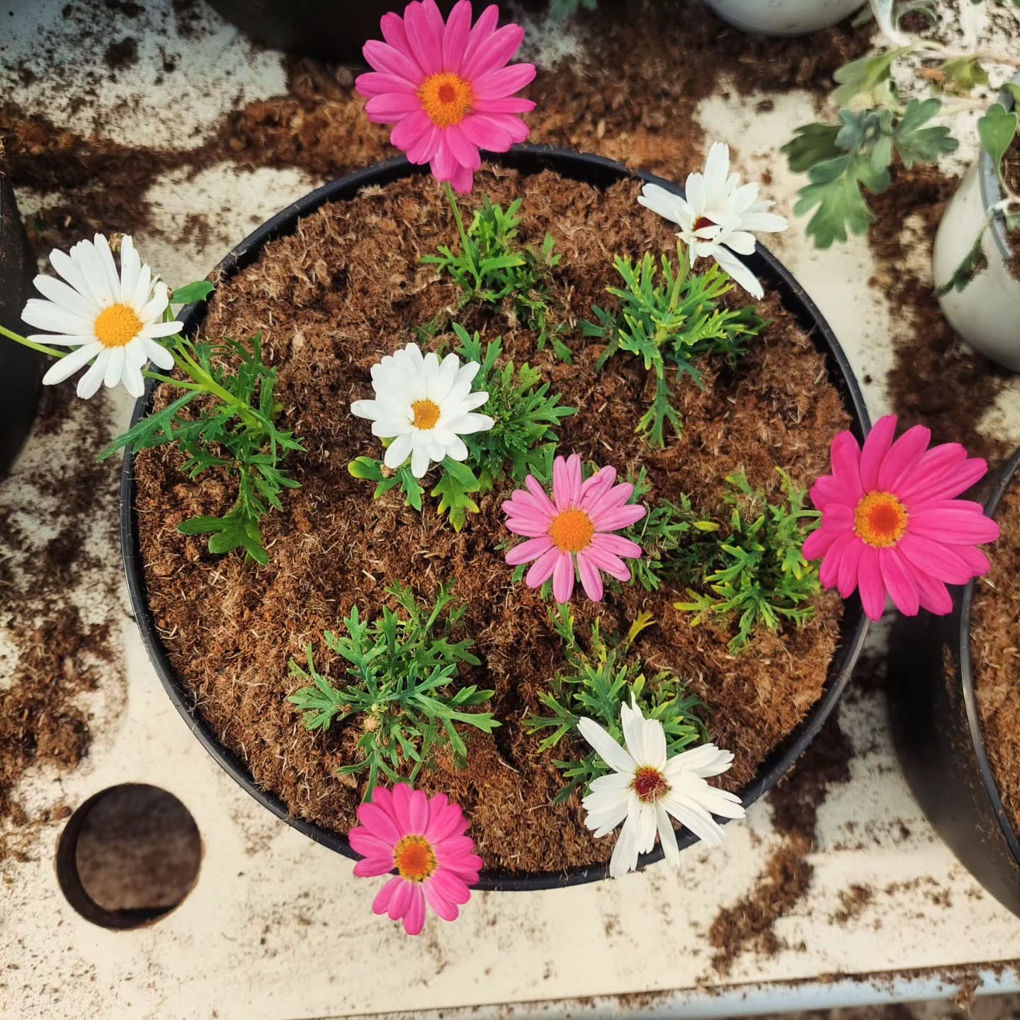 Blómaskálar í pottun ?