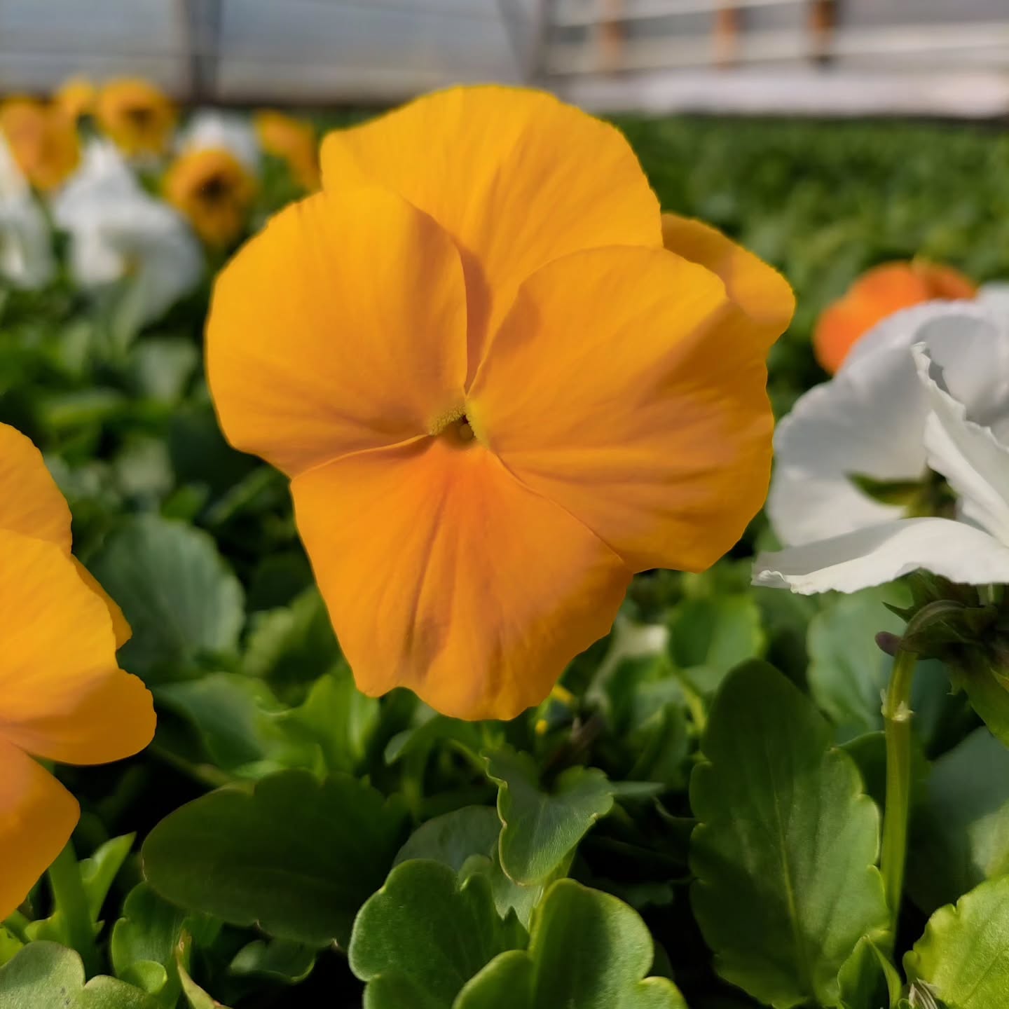 Stjúpurnar sýna sín fyrstu blóm ?