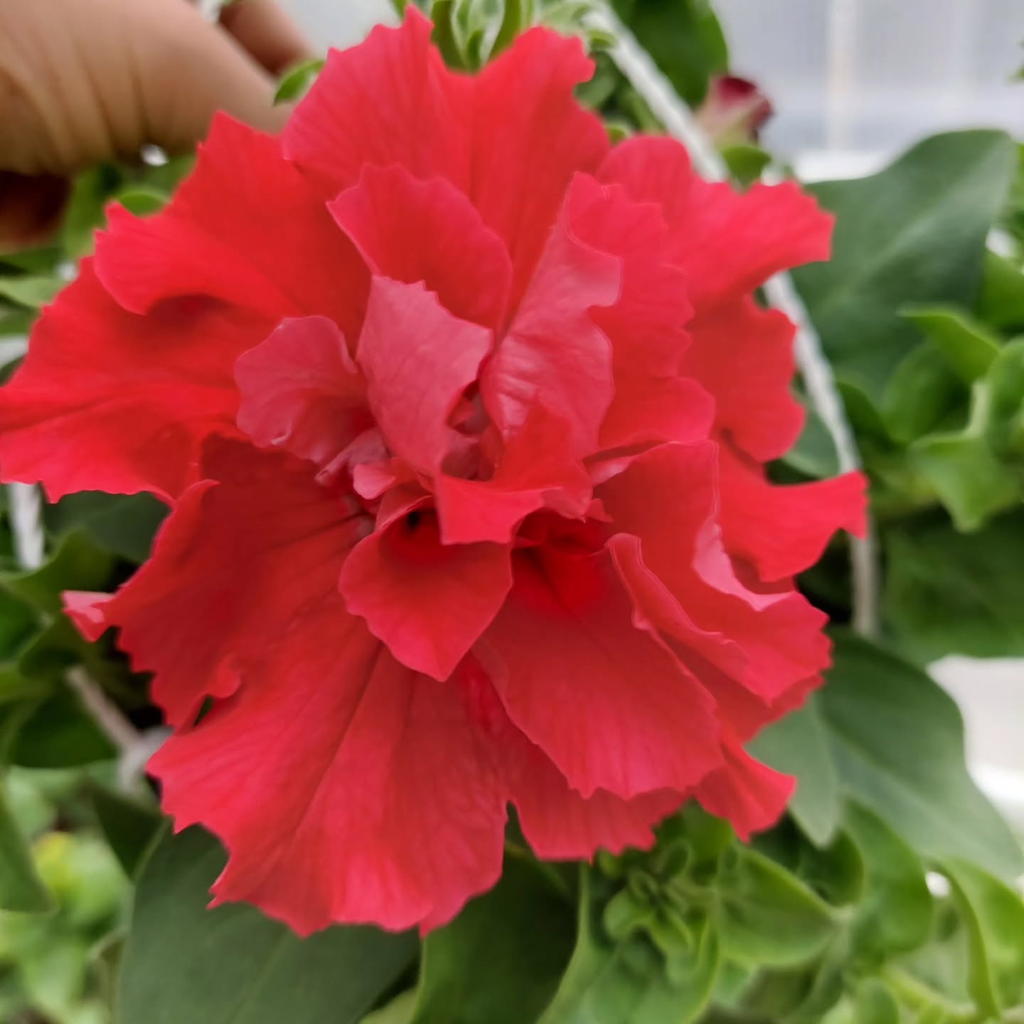 Tóbakshornin alltaf falleg ?