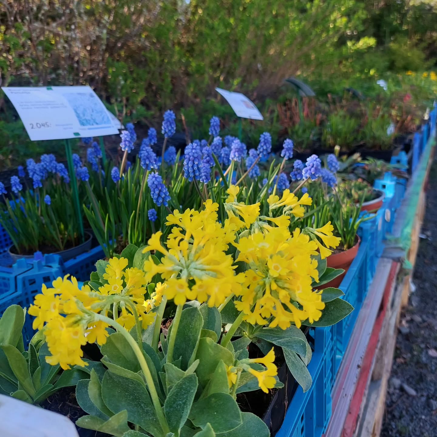 Fjölær blóm í fullum skrúða ?