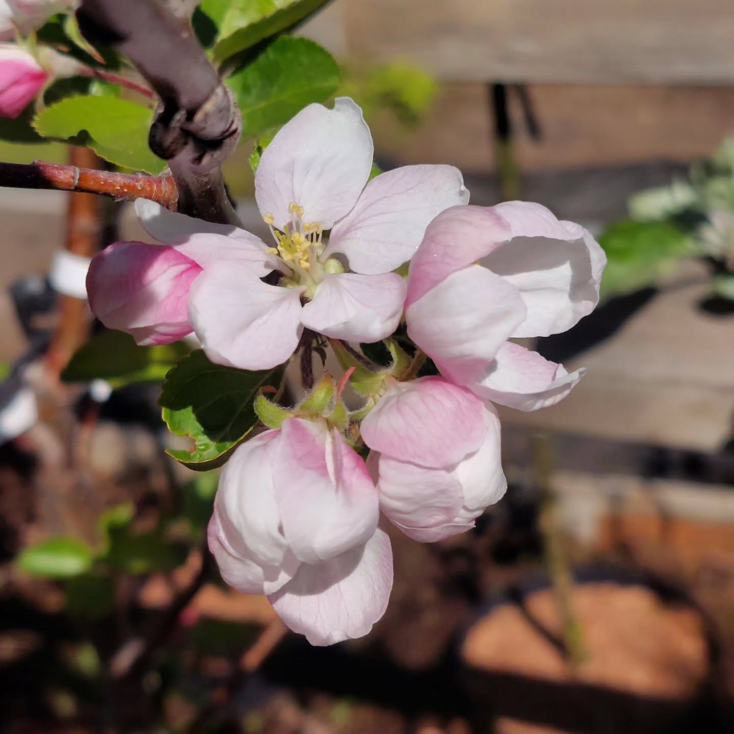 Ávaxtatrén í blóma ~ Epli, Kirsuber ~
Einnig til plómur og perur ?