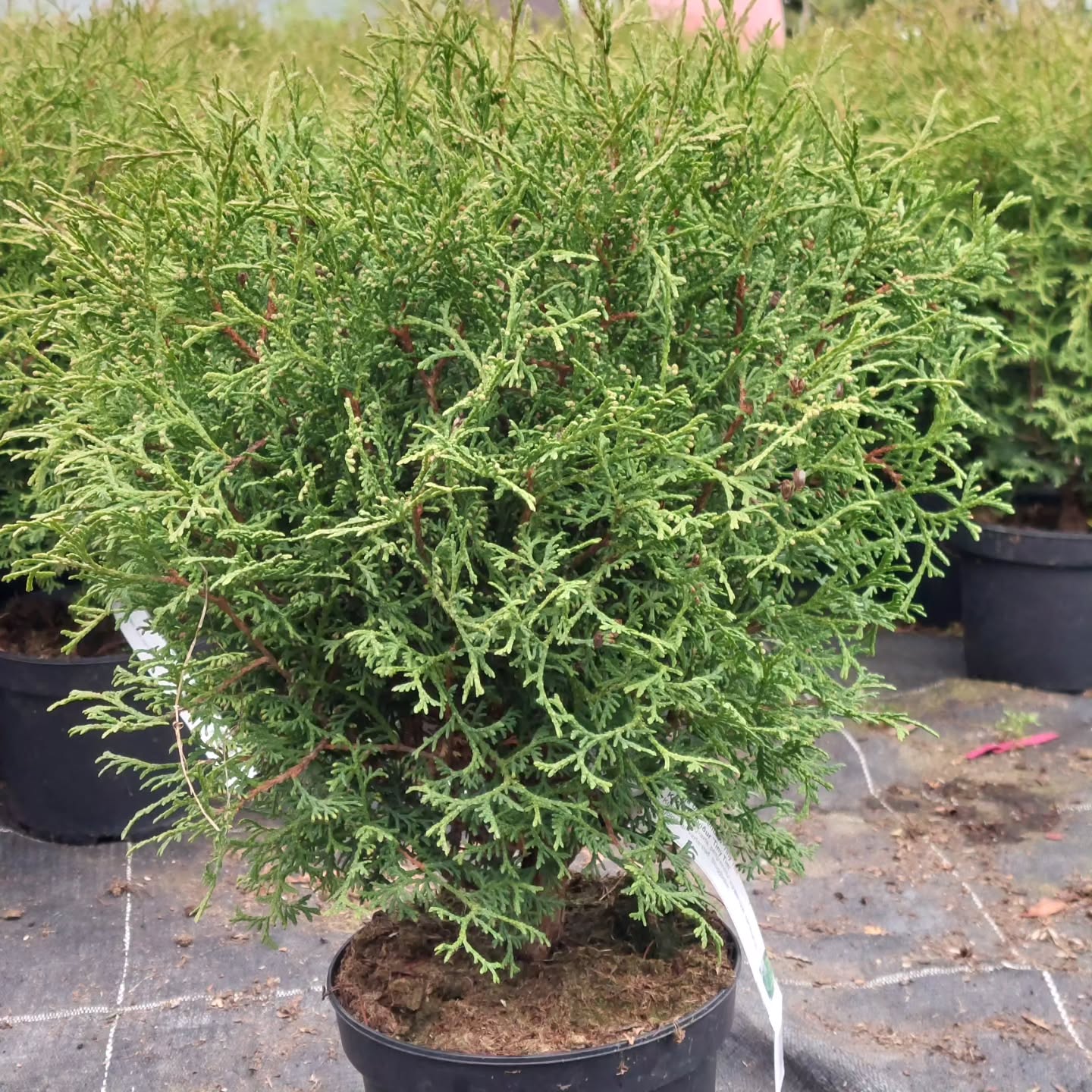 Kanadalífviður 'Tiny Tim' og 'Danica'
Skemmtilegir sígrænir runnar með kúlulagavaxtarlag. Runnarnir eru framleiddir af okkur í stöðinni.
#íslenskframleiðsla