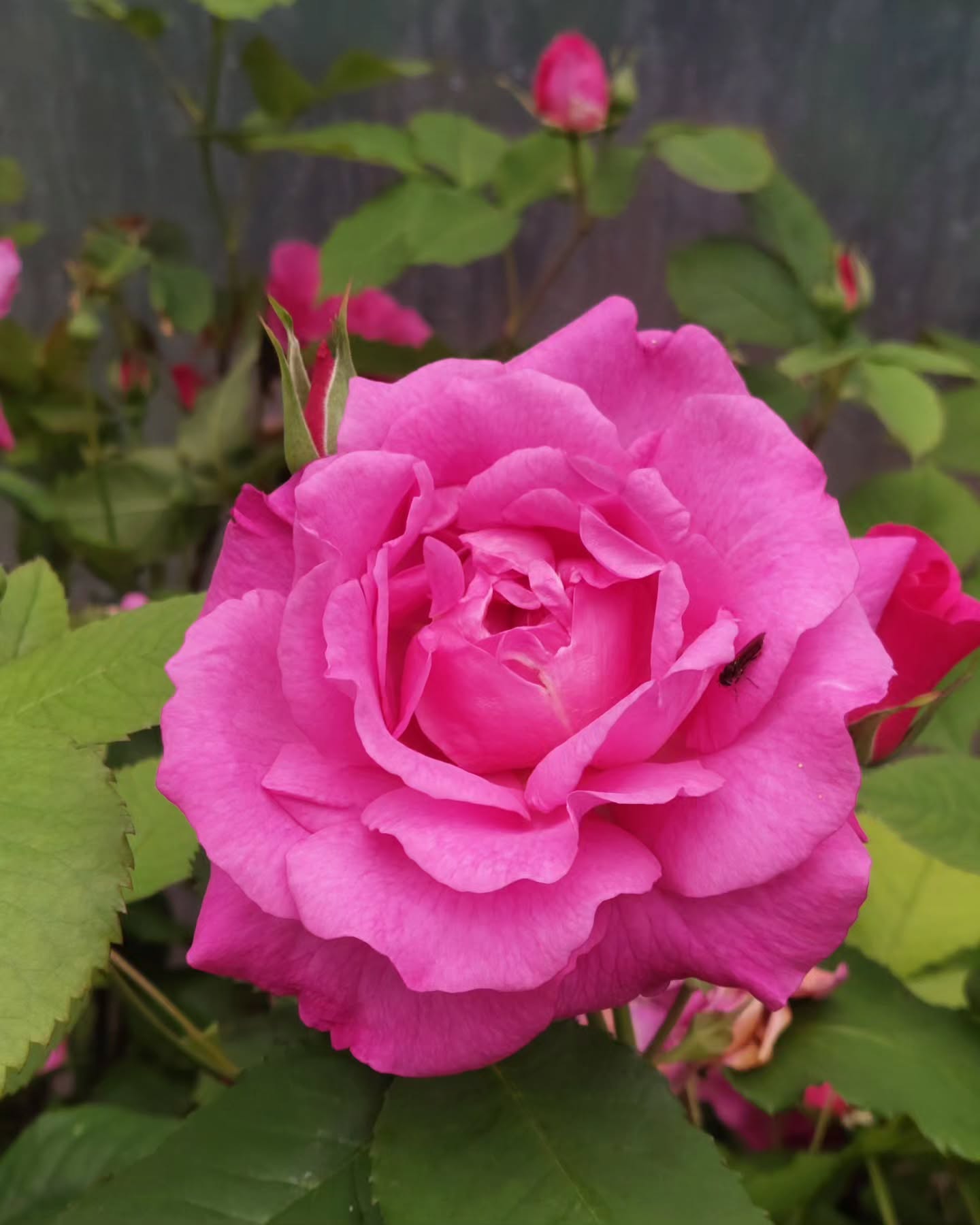 Smá sýnishorn af rósunum hjá okkur ??
#íslenskframleiðsla