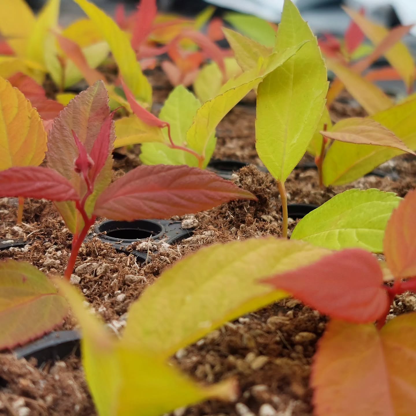 Undirbúningur fyrir sumarið 2026 er hafinn ?
Japanskvistur 'Goldmound'
#íslenskframleiðsla #veljumíslenskt #sólskógar
#solskogar