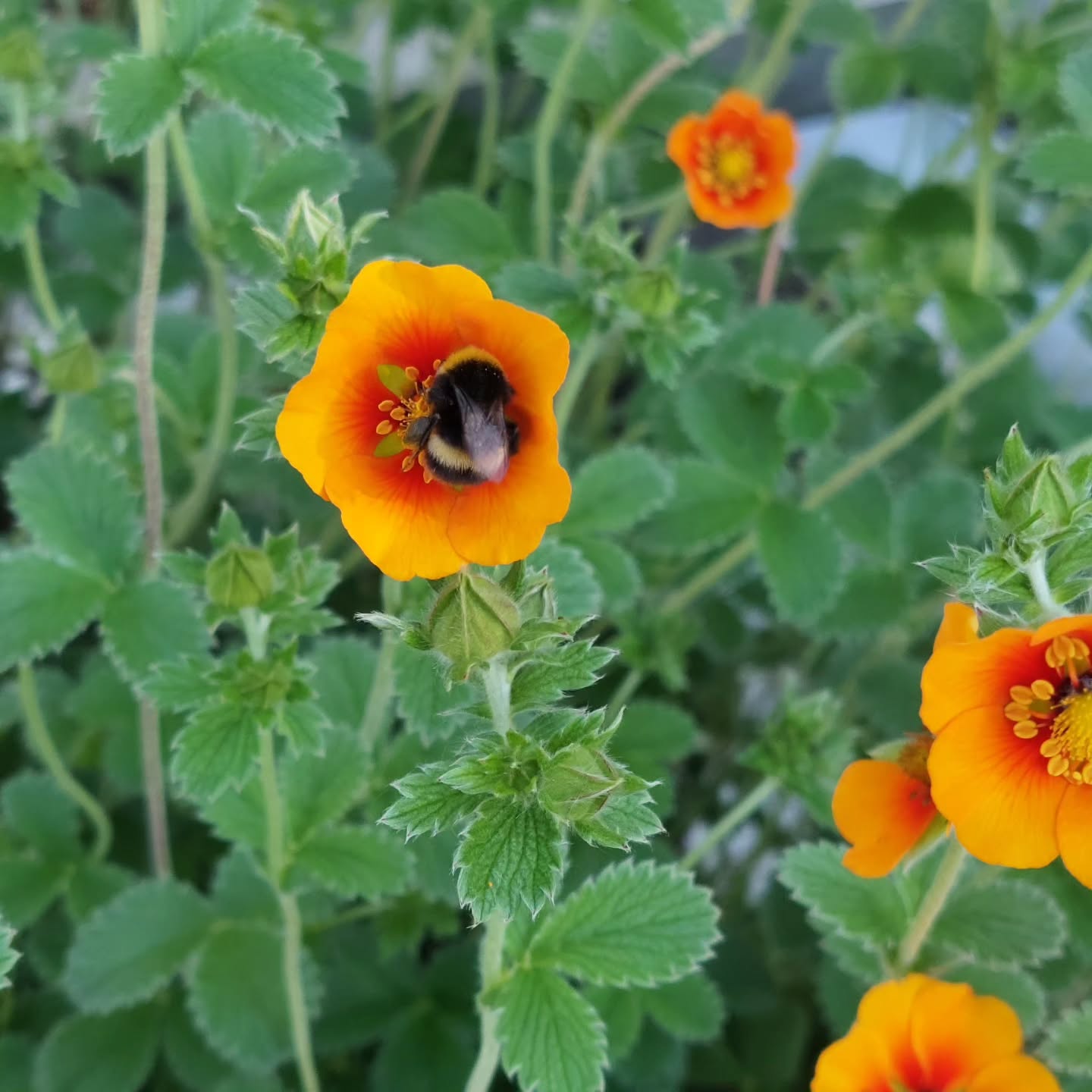 Humlur í hvíld milli verka í blómunum okkar ?
#íslenskframleiðsla #veljumíslenskt #sólskógar #solskogar