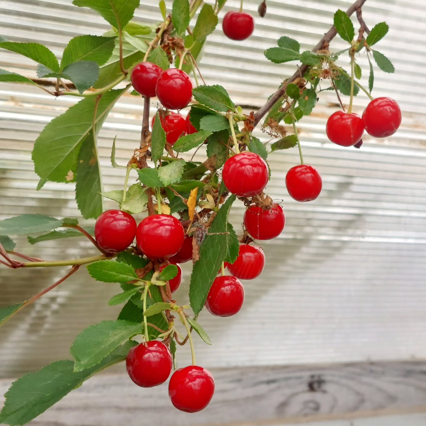 Kirsuber og Plómur í köldu gróðurhúsi ?