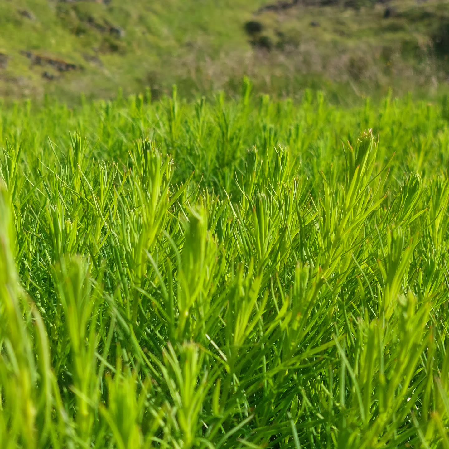 Lerki framleitt úr íslensku fræi klárt til plönturnar ?
#íslenskframleiðsla #veljumíslenskt #sólskógar #solskogar