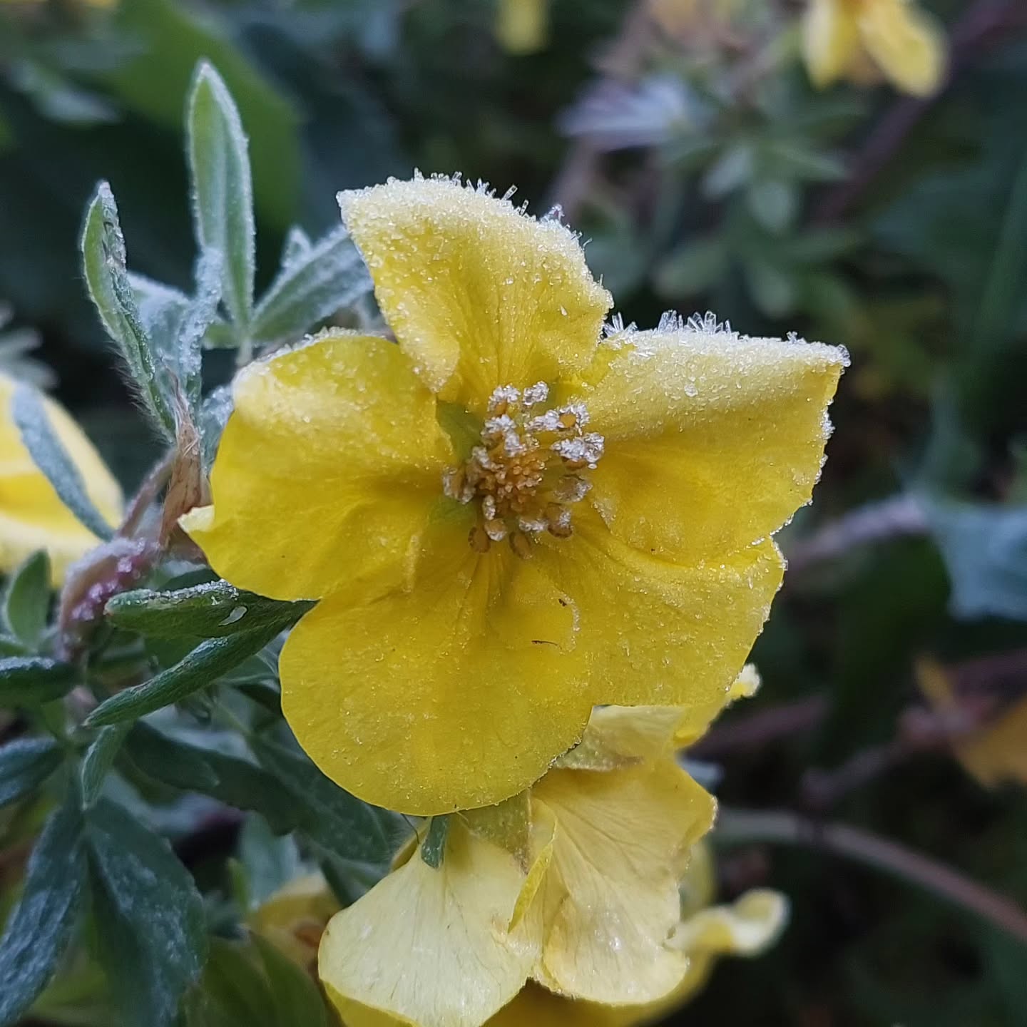 Runnamura 'Goldteppich', flott fram eftir hausti ?
#íslenskframleiðsla #solskogar #sólskógar