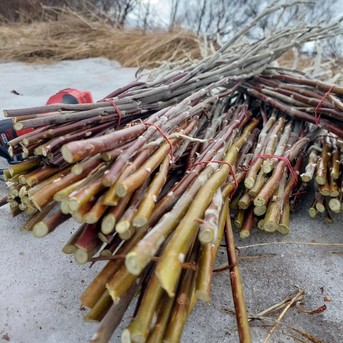 Víðigræðlingar ?
Þegar ekki er hægt að sá fyrir plöntum þarf að taka græðlinga. Víðirinn springur oft snemma út og því verðum við að vera á undan vorinu að tryggja okkur nægt græðlingaefni ☀️?
#solskogar #sólskógar #íslenskframleiðsla