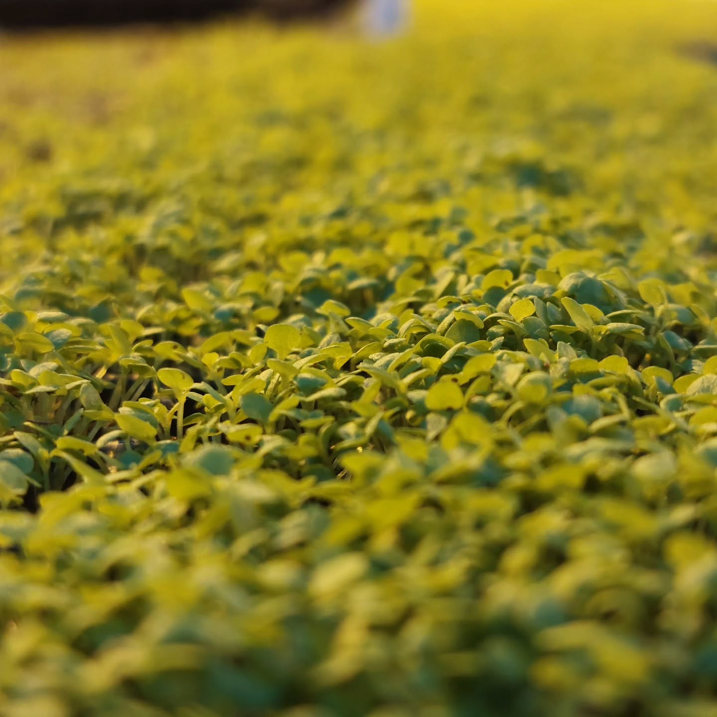 Skrautnál í ræktun ?
#solskogar #sólskógar #íslenskframleiðsla