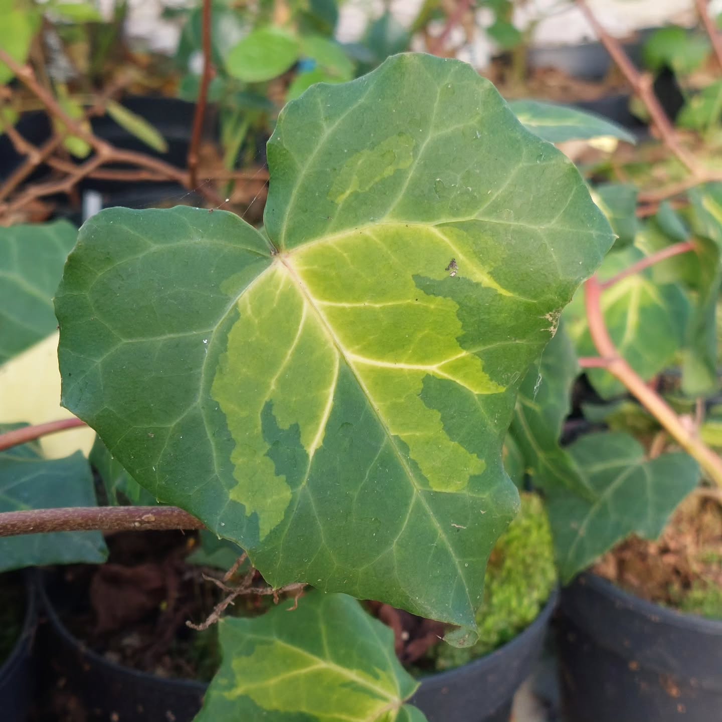 Tvílit bergflétta er glænýtt afbrigði í ræktun hjá okkur ?
#solskogar #sólskógar #íslensktjátakk #íslenskframleiðsla