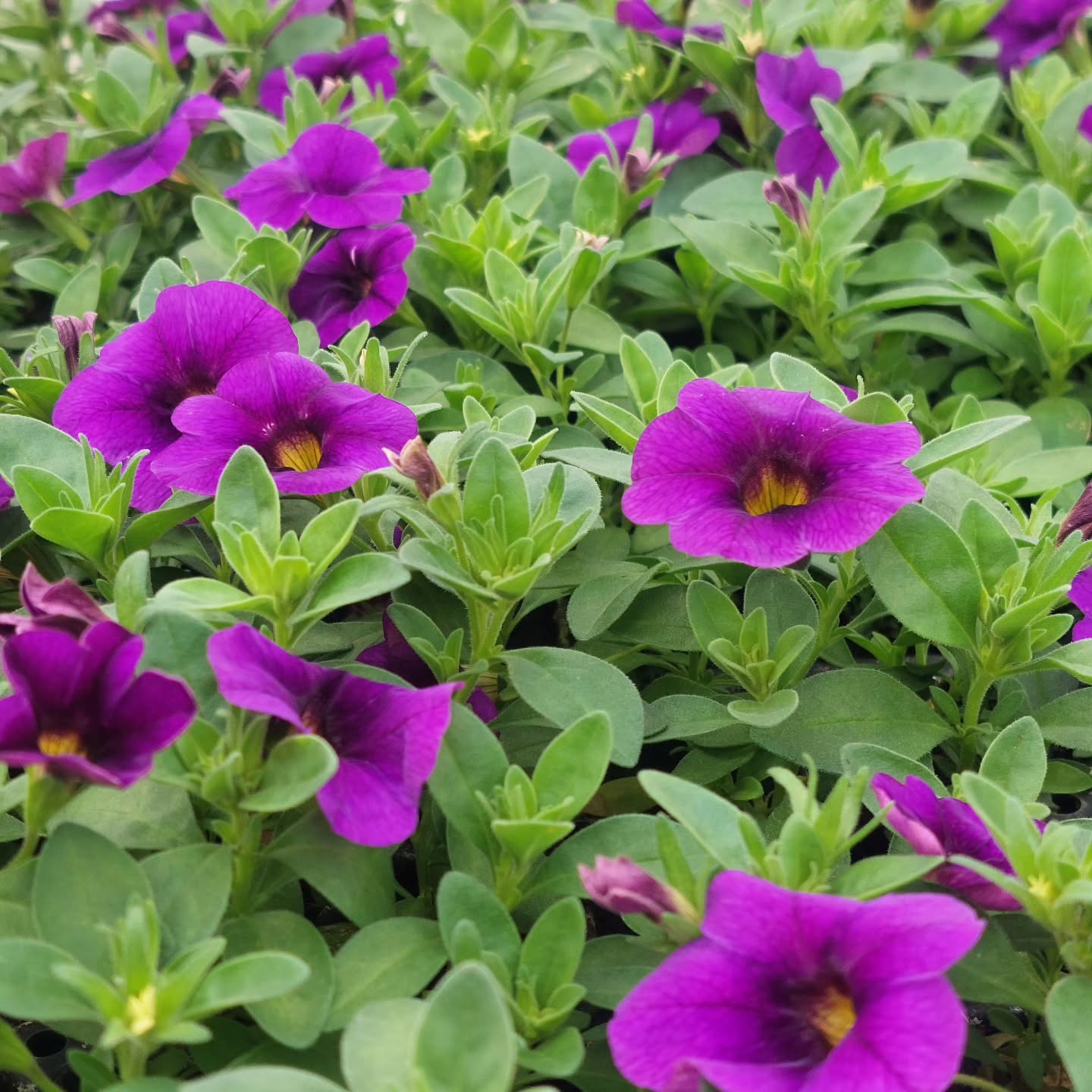 Blómahorn ?
#solskogar #sólskógar #sumarblóm #blóm #íslenskt