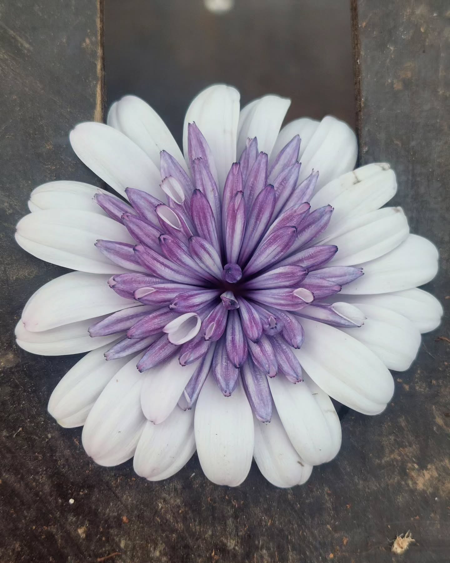 Glænýr litur á Sólboða hjá okkur ??
#solskogar #sólskógar #sumarblóm #blóm #íslenskt #íslensktjátakk