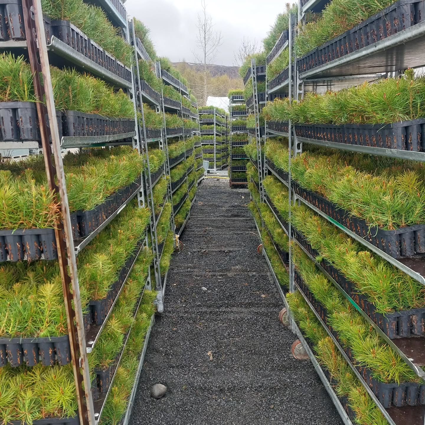 Fyrstu skógarplöntusendingarnar fóru frá okkur í seinustu viku ?
#solskogar #sólskógar #íslenskframleiðsla #skógur #fura #pinus