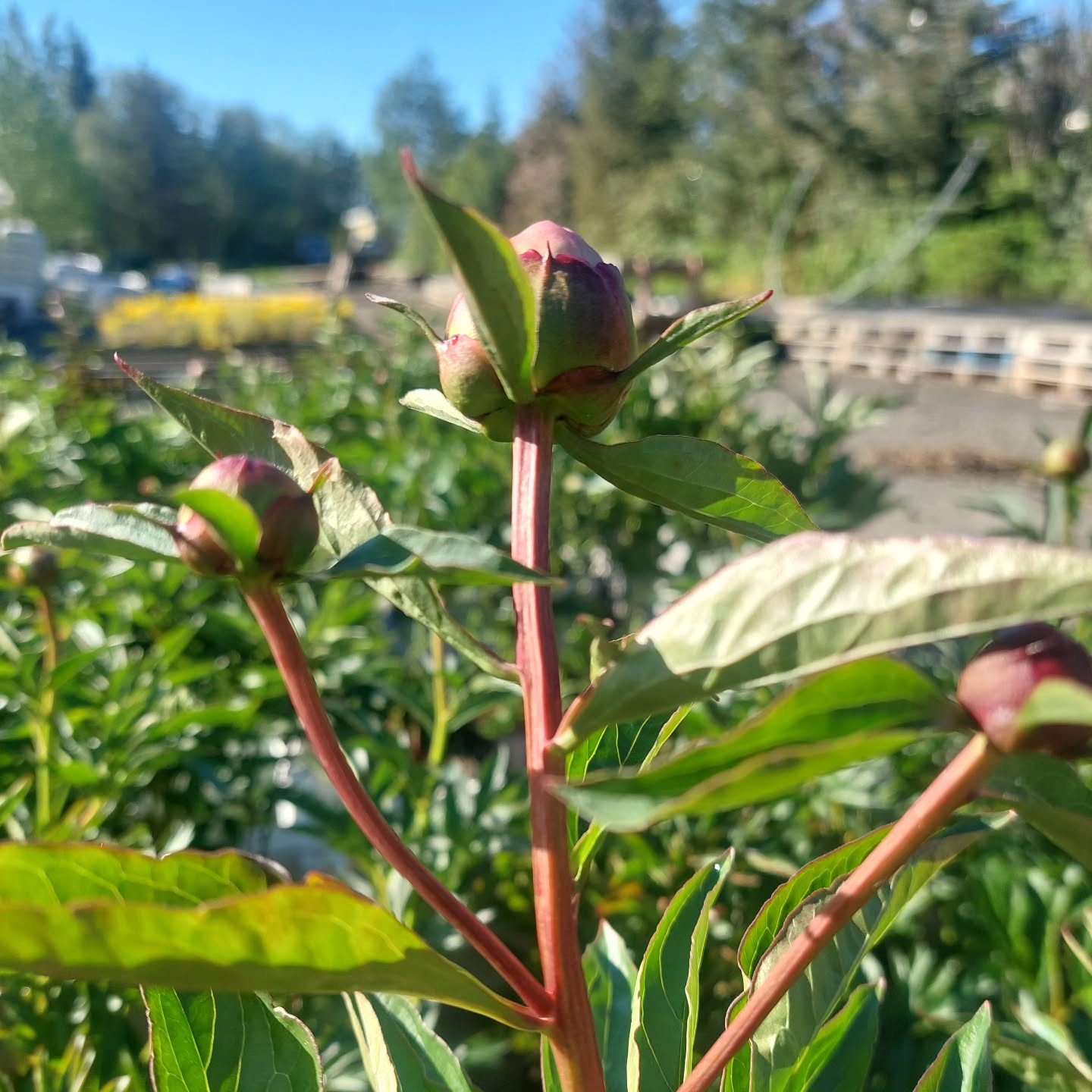 Bóndarósirnar alveg að fara að springa út ?
#solskogar #sólskógar #bóndarós #peonies