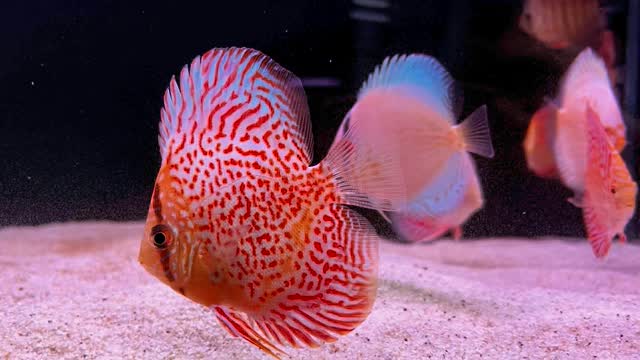 Discos de Marcus Stocker, calidad muy top.
〰️〰️〰️〰️〰️〰️〰️
✅ Trabajando duro cada día para ser tu mejor opción
〰️〰️〰️〰️〰️〰️〰️
? Ubicados en Plaza La Constitución 3, Alcorcón
〰️〰️〰️〰️〰️〰️〰️
? Visítanos en www.aquasalvaje.com
〰️〰️〰️〰️〰️〰️〰️
#aquasalvaje #aquarium #madrid #alcorcon #aquascaping #aquascape #aquariumdesign #acuarioplantado #aquariumhobby #aquascaper #acuario #acuariofilia #discus #discusfish #disco #pezdisco