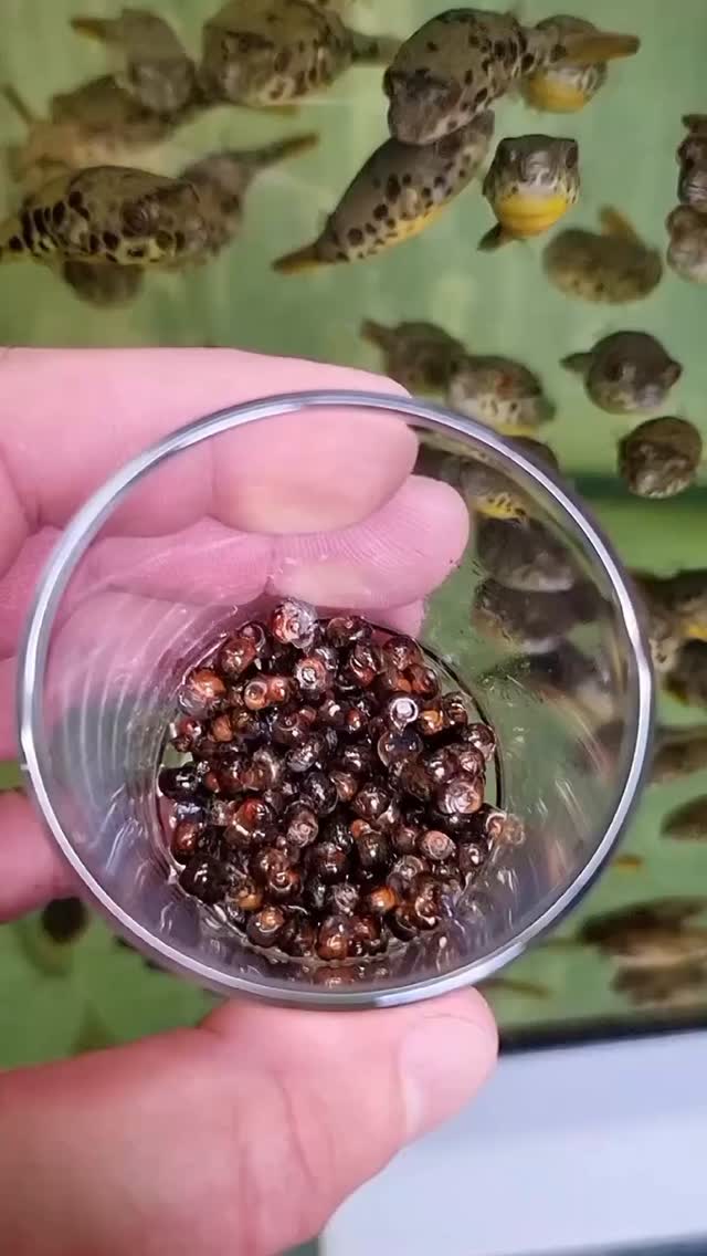 Tetraodon schoutedeni - pez globo del Congo ?
〰️〰️〰️〰️〰️
✅ Trabajando cada día para ser tu mejor opción.
〰️〰️〰️〰️〰️
? Nos encontramos en Plaza La Constitución 3, Alcorcón.
〰️〰️〰️〰️〰️
? www.aquasalvaje.com
〰️〰️〰️〰️〰️
#puffer #pufferfish #pufferfish? #globo #pezglobo? #africa #aquasalvaje #aquarium #madrid #alcorcon #aquascaping #aquascape #aquariumdesign #acuarioplantado #aquariumhobby #aquascaper