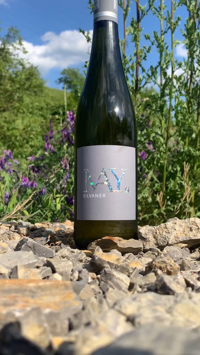 SILVANER VDP.GUTSWEIN - der leichte Einstieg ?
Aus jungen Weinbergen auf frischem Muschelkalk gewachsen, macht er den Anfang unserer Silvaner-Reihe. Mit klarer Frucht, feiner Säure und einer sommerlichen Leichtigkeit, die perfekt zu warmen Tagen passt
Ein Gutswein mit Herkunft, Charakter – und Trinkfluss.
#silvaner #vdp #vdpwein #vdpfranken #vdp_wasfuerweine #naturland #winetime #organicwine #franken #silvanerheimat #retzstadt #biowein #gutswein #winewinewine