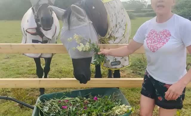 Come and join us for a lovely, hands-on herb workshop on Monday, 30 June at 7pm @moorcroftequine. We are thrilled to have equine complementary therapist and Zoopharmacologist, Elizabeth Whiter @healinganimalsorganisation at the centre to showcase how the natural goodness found in hedgerow and local plant material can help our equine friends physically, emotionally and mentally. Only £15 per person. Visit our events page to find out more!
#healinganimals
#equinehealth
#equinecare