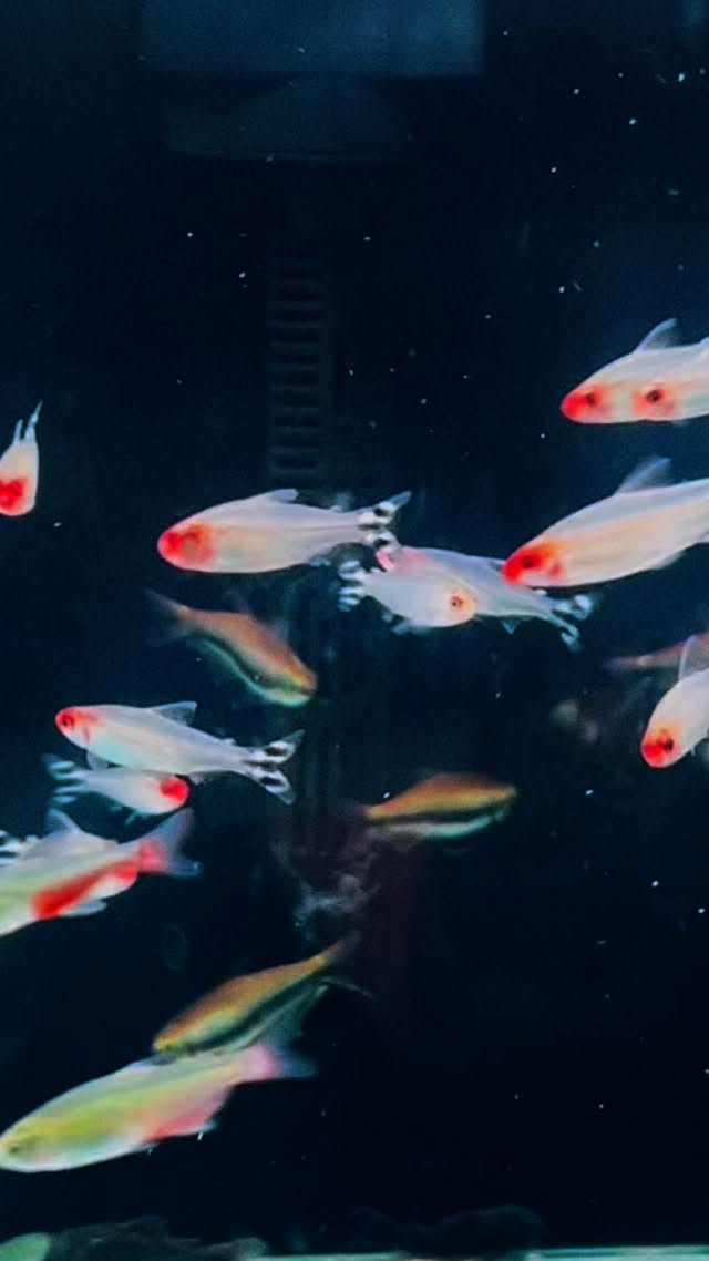 ? ¡Tus próximos peces te esperan en Aquasalvaje! ?
Variedad, color y salud para tu acuario ?✨
Compra en nuestra tienda física en Alcorcón o en la tienda online ??
? ¡Envíos rápidos a toda España!
#Aquasalvaje #PecesDeAcuario #Acuariofilia #AquariumHobby #PecesExoticos #TiendaDeAcuarios #FishLovers #AquariumLife #AcuarioPlantado #pecesbonitos