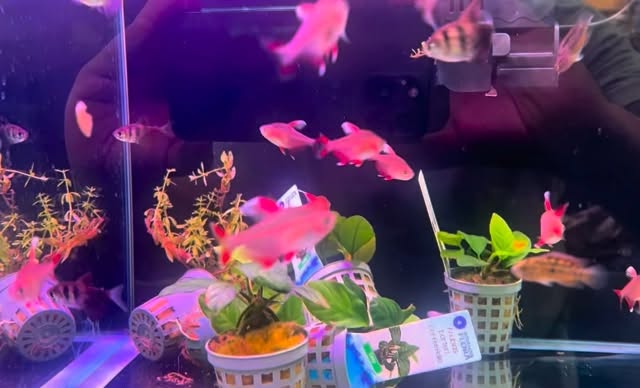 ?✨ ¡Nuevos peces en Aquasalvaje! ✨?
Acaban de llegar especies increíbles y queremos que las veas ?
? Colores espectaculares
? Peces sanos y activos
? Preparados para tu acuario
? Visítanos:
➡️ Plaza Ondarreta 1, Alcorcón (Madrid)
? Compra online:
➡️ www.aquasalvaje.com
? Disponibles en tienda y web
? ¿Cuál te enamoró? ¡Escríbenos! ? #aquasalvaje #acuariofilia#pecesdeacuario #pecestropicales #acuarista #acuarioplantado #acuariosplantados #aquariumlife #aquascape #aquascaping #natureaquarium #pecesbonitos #pecesdecolores #freshwaterfish #tropicalfish #fishlovers #fishaddict #nuevospeces #hobbyaquarista #aquariumhobby #pecesacuario #bettafish #aquascapemaster #plantedtank #aquaticplants #naturestyleaquarium #aquascapedesign #plantedaquarium #aquascaper #aquascapingworld