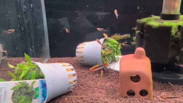 ? Tetra Tucano
✨ Color intenso y nado activo
? Ideal para acuarios plantados
? Compatible con comunitarios equilibrados
? Disponible en tienda física y online
? Consúltanos compatibilidades y cuidados
#Aquasalvaje #TetraTucano #Acuariofilia
#AcuariosPlantados #PecesTropicales
#AcuarioComunitario #FishLovers
#AquaLife #AquariumFish #HobbyAcuático