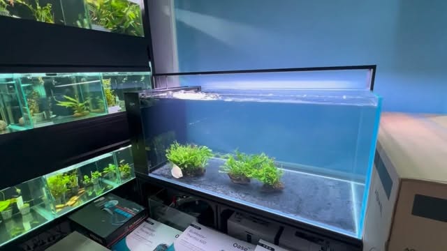 ? ¡Presentamos la Serie ISLA de AQUASALVAJE! ?✨
Los acuarios tipo isla con sump integrado que combinan estética minimalista + filtración profesional ??
? Modelos disponibles:
➡️ ? Isla 50×30×30 – perfecto para gambarios y plantados pequeños ??
➡️ ? Isla 80×40×40 – equilibrio ideal entre tamaño y funcionalidad ??
➡️ ? Isla 120×60×50 – grande, potente y elegante para tus ideas más ambiciosas ?? 
✨ ¿Por qué elegirlos?
? Sump integrado → filtración silenciosa ?
? Cristal óptico ultra claro ✨
? Diseño premium que queda bien en cualquier espacio ?
? Listos para montar desde el primer día
#IslaByAquasalvaje #AcuariosConSump #AquascapingLife #Acuariofilia #Gambario #Plantados #AcuariosMadrid #Aquasalvaje #TankDesign #FishLovers ???
? ¿Cuál es tu favorito? ? ?