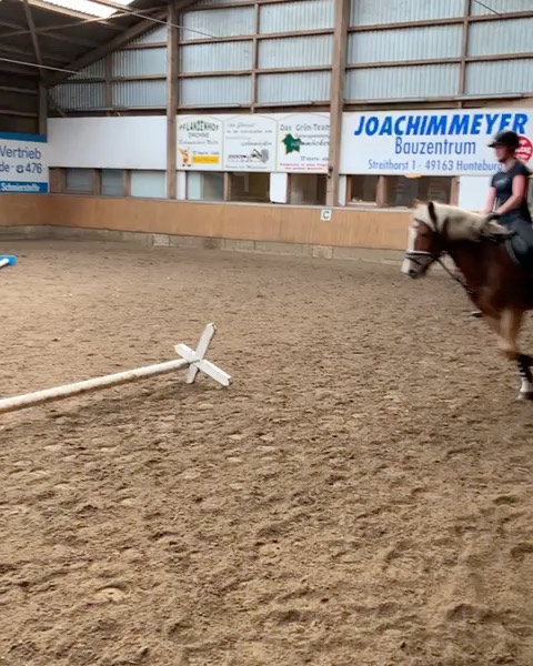 ?? Stangen- & Cavaletti Lehrgang ??
Am vergangenen Wochenende fand unser erster Herbstlehrgang bei Daniela Stienke statt. Die erfolgreiche Vielseitigkeitsreiterin und Trainerin vermittelte den Reitern dabei in 2er- oder 3er-Gruppen wie wichtig Durchlässigkeit in der Reitausbildung ist.
Alles in allem waren alle sehr zufrieden und wir konnten sogar ein paar Zuschauer begrüßen. Vielen Dank auch an @daniela.stienke für den tollen Lehrgang.
#lehrgang #herbst #cavaletti #stangen #cavalettitraining #stangenarbeit #durchlässigkeitverbessern