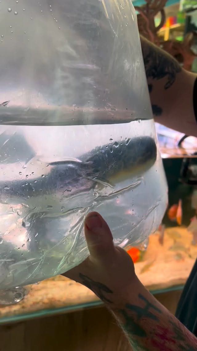 ?✨ ¡NUEVA LLEGADA ESPECTACULAR EN TIENDA! ✨?
Acaban de aterrizar 2 impresionantes Tetraodon mbu, uno de los peces globo más fascinantes y exclusivos del mundo acuariófilo ??
? Inteligencia sorprendente? Patrón único e irrepetible? Tamaño XXL en edad adulta? Personalidad increíble
Si buscas una joya viva para tu acuario… ?? Ven a verlos antes de que encuentren nuevo hogar.
? Disponibles en tienda física y online
#TetraodonMbu #PezGlobo #Acuariofilia #FishLovers #Acuarios Aquascaping PecesExóticos AquariumLife Aquasalvaje Novedad RareFish