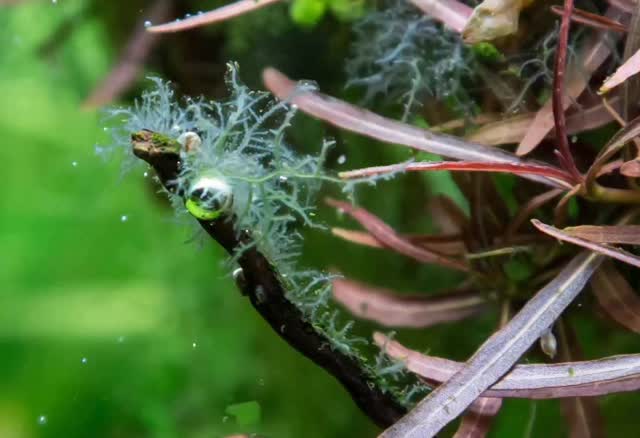 ? 10 errores típicos de principiante en el acuario… y cómo evitarlos ?
Cuando empiezas en este mundo, es normal cometer pequeños errores… pero muchos de ellos pueden acabar afectando seriamente a tus peces y plantas ?
El problema es que muchas veces no lo notas hasta que ya es tarde.
? Los más comunes son:
• Llenar el acuario demasiado rápido
• Sobrealimentar (muy típico)
• Cambiar poca agua
• Colocar mal el acuario
• Tener pocas plantas
✨ La buena noticia: con unos conceptos básicos bien aplicados, puedes evitar todos estos errores y empezar con un acuario estable desde el principio.
? Si quieres hacerlo bien desde el minuto 1, en Aquasalvaje te ayudamos a evitar todos estos fallos ?
? Escríbenos o pásate por tienda y te asesoramos según tu acuario
#aquasalvaje #aquascaping #acuario #acuarios #plantasaquaticas aquariumlife peces aquario aquascape acuariodulce