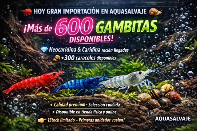 ? HOY GRAN IMPORTACIÓN EN AQUASALVAJE ?
? ¡Más de 600 gambitas disponibles!
? Neocaridina & Caridina recién llegadas
? +300 caracoles disponibles
✨ Calidad premium · Selección cuidada
? Disponible en tienda física y online
#acuarios #aquascaping #shrimp #gambas #neocaridina caridina shrimpkeeping aquariumlife acuarios peces