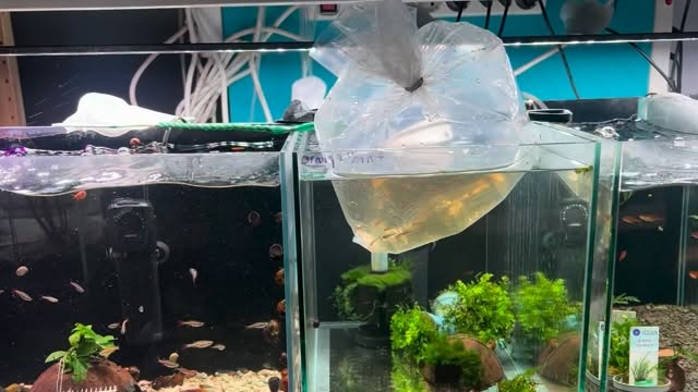 ?✨ Así cuidamos lo que luego llega a tu acuario…
En Aquasalvaje no solo vendemos peces, los mantenemos, observamos y cuidamos cada día ?
✔️ Control de parámetros constante
✔️ Alimentación de calidad ?
✔️ Observación diaria ?
✔️ Protocolos para evitar enfermedades ?️
Porque un pez sano no es casualidad, es trabajo detrás ?
Y algo muy claro ?
? No hace falta pagar más caro para tener calidad
Solo hay que hacerlo bien ✔️
? Calidad real, sin cuentos.
? En tienda y online → www.aquasalvaje.com
⸻
#Aquasalvaje #Acuariofilia #PecesSanos #Acuarios #AquariumLife FishKeeping Acuario Peces Aquascaping AcuariofiliaEspaña TiendaDeAcuarios CalidadReal SinTrucos CuidadoAnimal AcuariosMadrid PecesFelices AquariumShop FreshwaterFish AcuariosPlantados