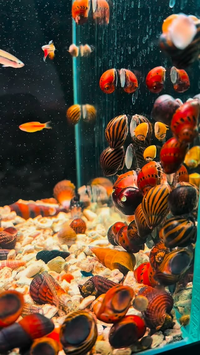 ?✨ ¡Así está ahora mismo la tienda!
Algunas de las especies disponibles listas para tu acuario ?
? Colores increíbles
? Especies seleccionadas
? Stock real en tienda física y online
? Ven a verlos en directo o haz tu pedido en nuestra web
? www.aquasalvaje.com
⚠️ Disponibilidad limitada — lo bueno vuela ?️
⸻
#Aquasalvaje #Acuarios #Aquascaping #PecesDeAcuario #Acuariofilia AquariumLife FishTank AcuarioPlantado Peces Aquascape Madrid TiendaDeAcuarios AcuariosMadrid FreshwaterFish HobbyAcuarios NatureAquarium PecesExóticos StockDisponible ReciénLlegados
