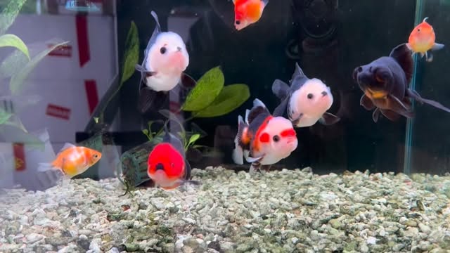 Tenemos clara una cosa, preferimos traer pocos peces pero peces de grandísima calidad seleccionados uno a uno por nosotros mismos. Estamos convencidos que esa es la clave para ofreceros lo mejor❤️
〰️〰️〰️〰️〰️〰️〰️〰️〰️
? www.aquasalvaje.com
〰️〰️〰️〰️〰️〰️〰️〰️〰️
? Plaza Ondarreta 1, 28925, Alcorcón.
〰️〰️〰️〰️〰️〰️〰️〰️〰️
#orandagoldfish #oranda #orandapanda #orandafish #aquascaping