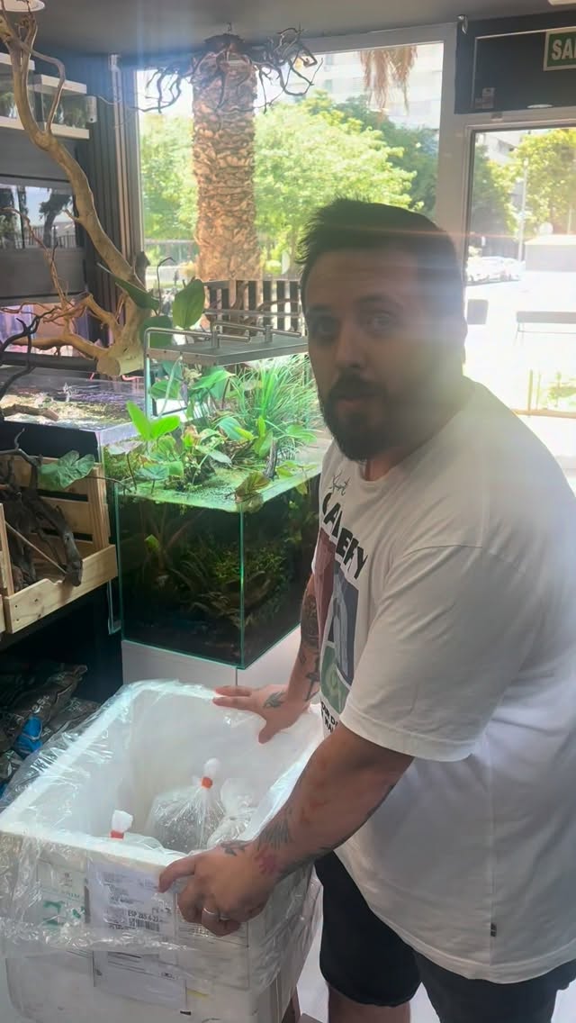 ¿Buscas un ejemplar único? En Aquasalvaje te lo conseguimos?
〰️〰️〰️〰️〰️
?Plaza Ondarreta 1, Alcorcón.
〰️〰️〰️〰️〰️
? www.aquasalvaje.com
〰️〰️〰️〰️〰️
#aquascaping #monsterfish #monsterfishkeepers #aquarium #aquariumdesign