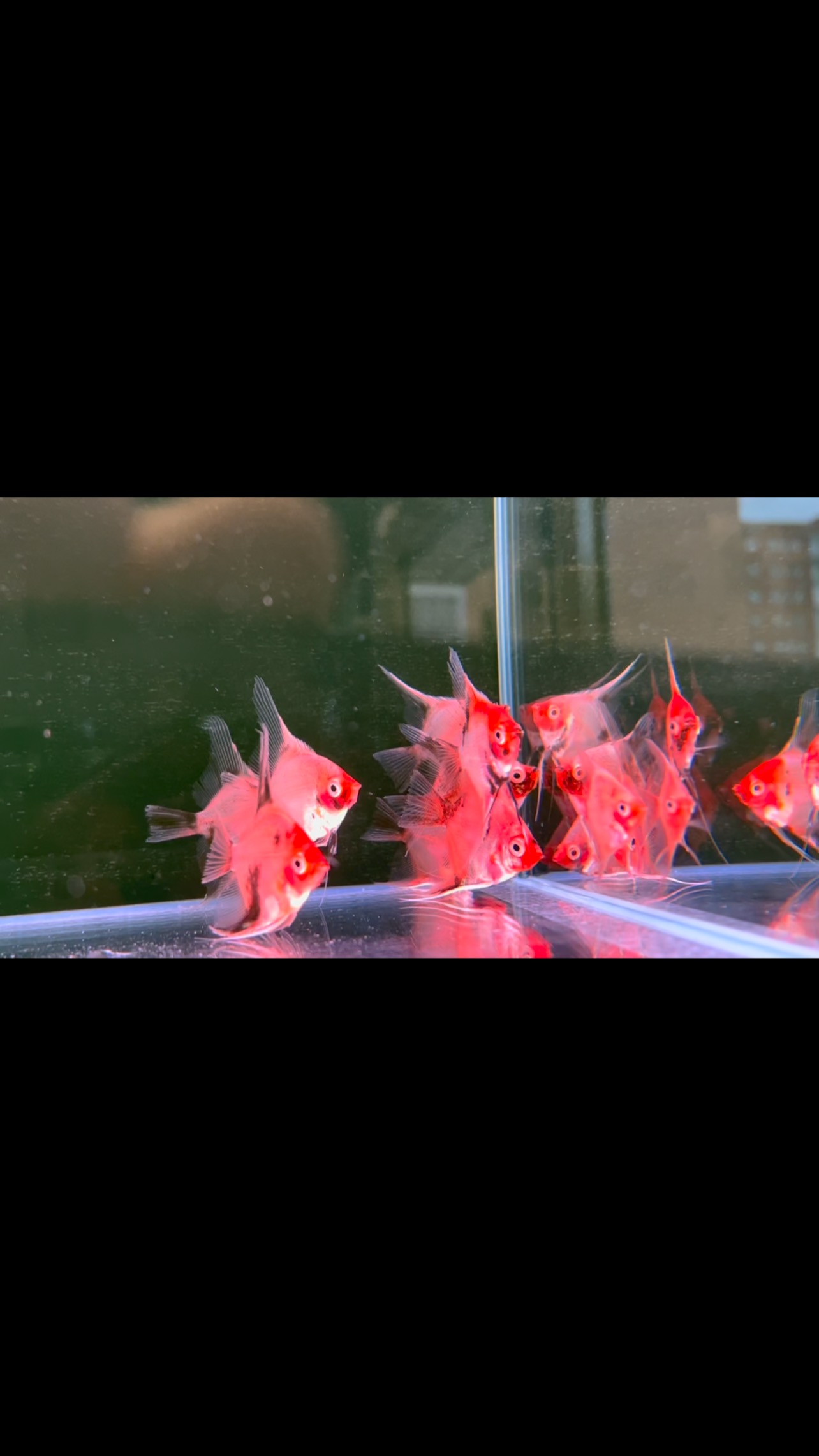 En Aquasalvaje nos esforzamos cada día para mejorar y ofreceros calidad, solo trabajamos con los mejores distribuidores, los cuales nos garantizan ofrecer peces y plantas de calidad.
〰️〰️〰️〰️〰️〰️〰️〰️〰️〰️
? Plaza La Constitución 3, Alcorcón, Madrid.
? www.aquasalvaje.com
〰️〰️〰️〰️〰️〰️〰️〰️〰️〰️
#aquasalvaje #aquarium #madrid #alcorcon #aquascaping #aquascape #aquariumdesign #acuarioplantado #aquariumhobby #aquascaper #fishtanks #acuario #acuarios #acuariofilia #acuarionatural