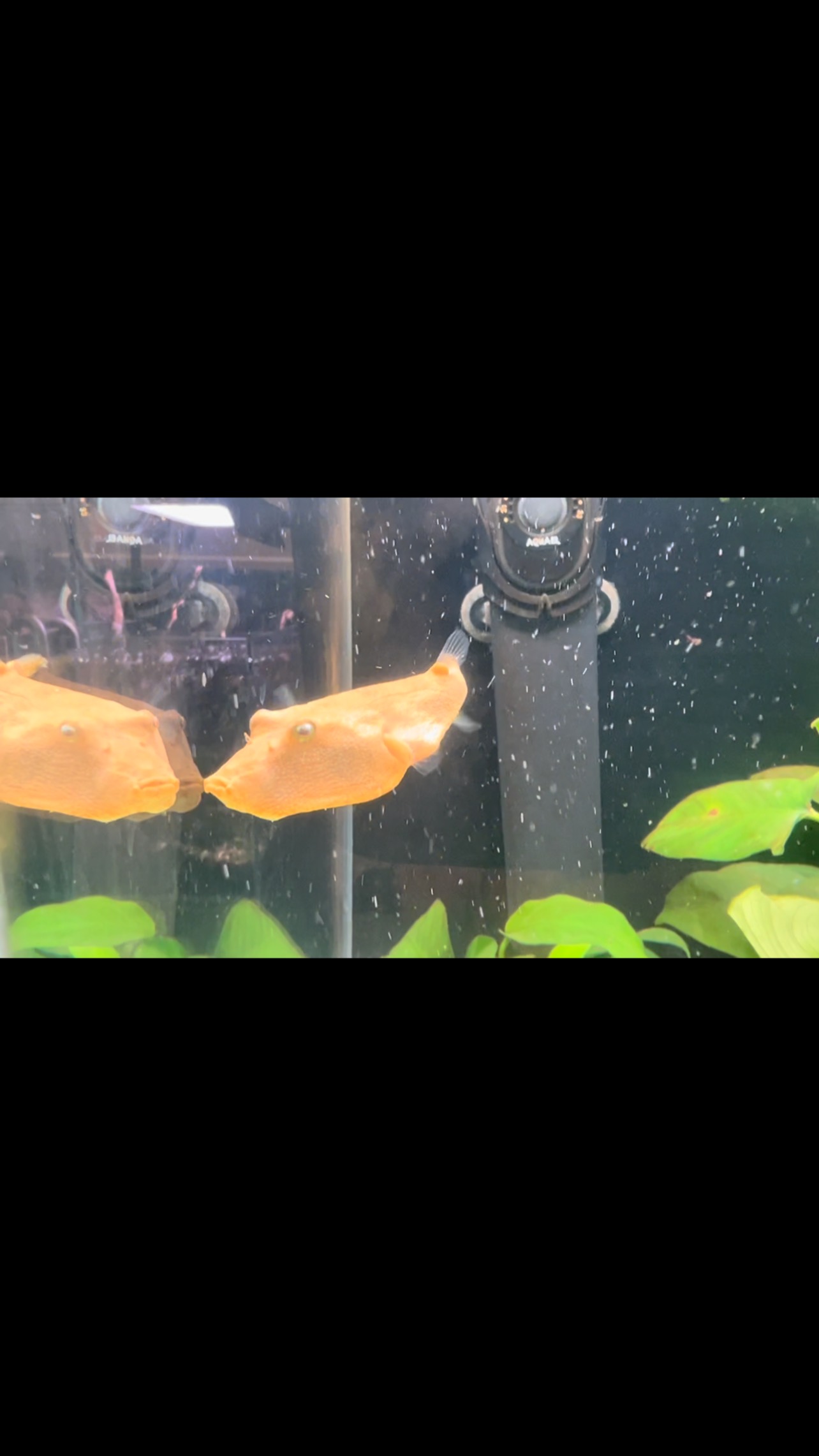 Tetraodon Miurus?
La mayoría de los peces globo son conocidos por sus personalidades audaces y hermosas coloraciones. El pez globo del Congo no es una excepción y se está convirtiendo en una especie cada vez más popular dentro del pasatiempo de los acuarios de agua dulce. Al igual que otros peces globo, el pez globo del Congo se desempeña mejor en un tanque solo; esto puede ser aburrido para algunos aficionados, pero cualquier aficionado sabe que estos peces pueden llenar rápidamente una exhibición.
〰️〰️〰️〰️〰️〰️〰️
✅Trabajando duro para ser tu mejor opción.
〰️〰️〰️〰️〰️〰️〰️
?Plaza La Constitución 3, Alcorcón
〰️〰️〰️〰️〰️〰️〰️
? www.aquasalvaje.com
〰️〰️〰️〰️〰️〰️〰️
#aquasalvaje #aquarium #madrid #alcorcon #aquascaping #aquascape #aquariumdesign #acuarioplantado #aquariumhobby #aquascaper #acuario #acuariofilia #acuariocomunitario #pezglobo #puffer #pufferfish #tetraodon